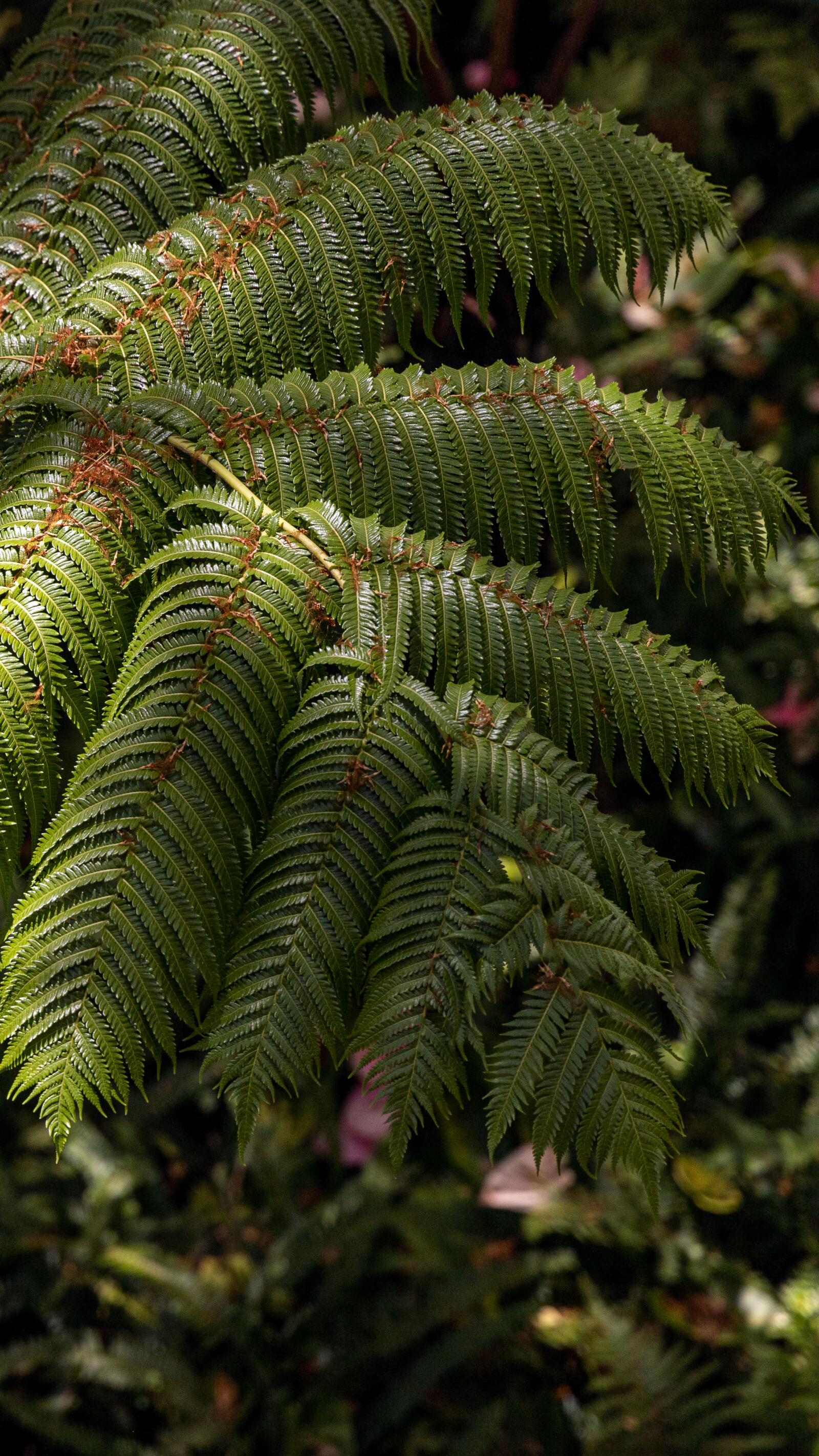 Canon RF 24-105mm F4L IS USM sample photo. Fern ig:weekend_compass photography