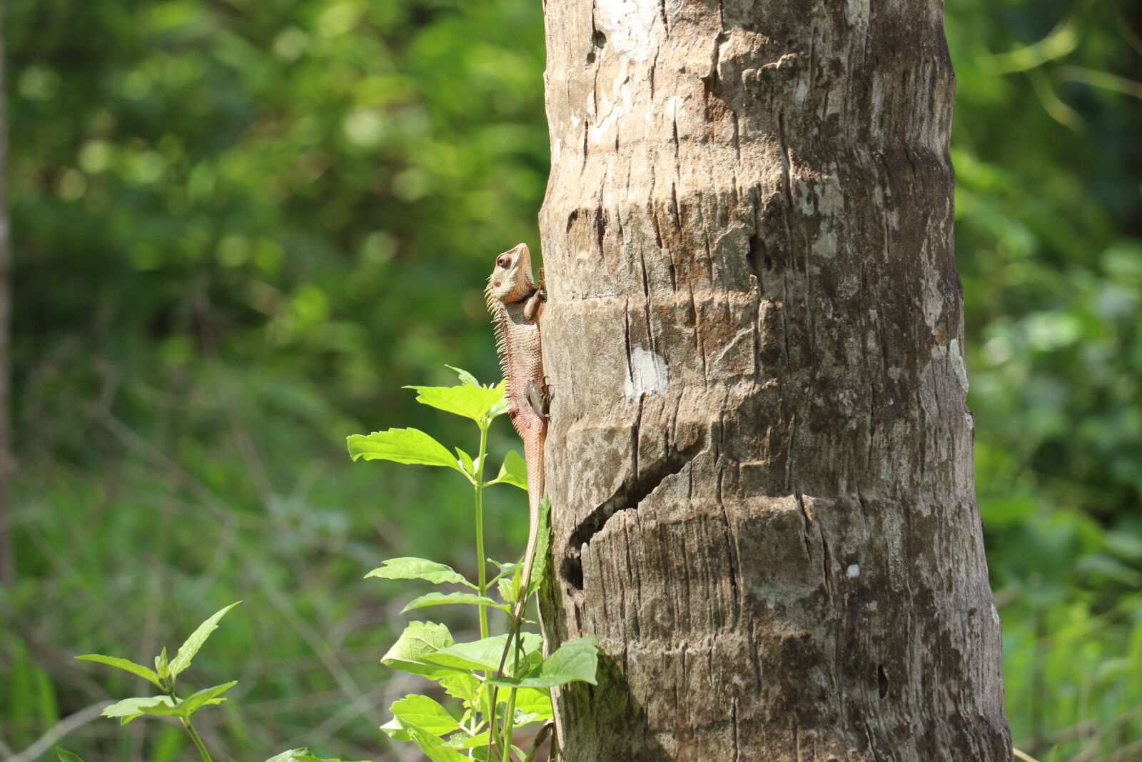 Canon EOS 250D (EOS Rebel SL3 / EOS Kiss X10 / EOS 200D II) sample photo. Chameleon, kerala, tree photography