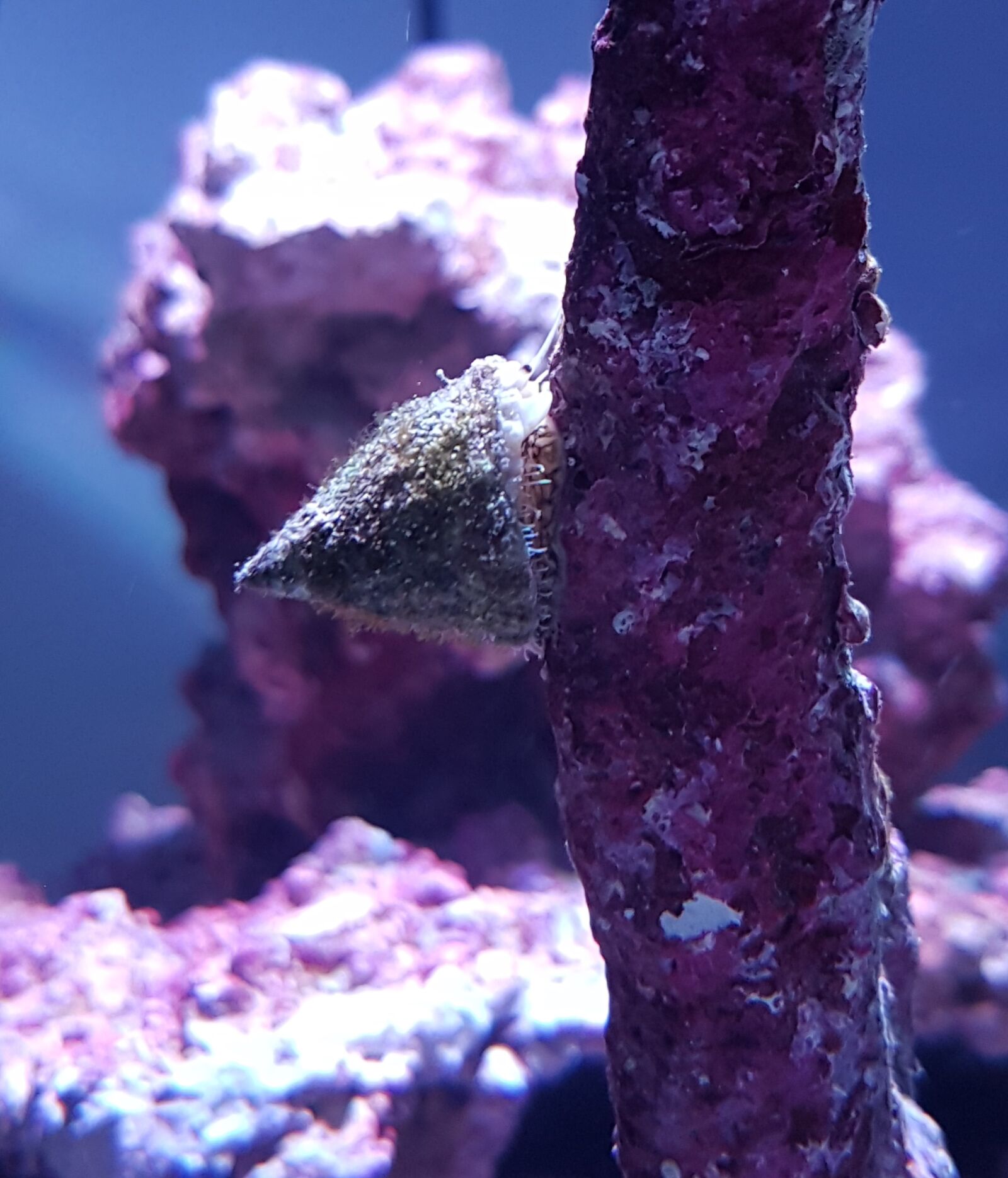 Samsung Galaxy S7 Edge sample photo. Turbo snail, snail, mollusk photography