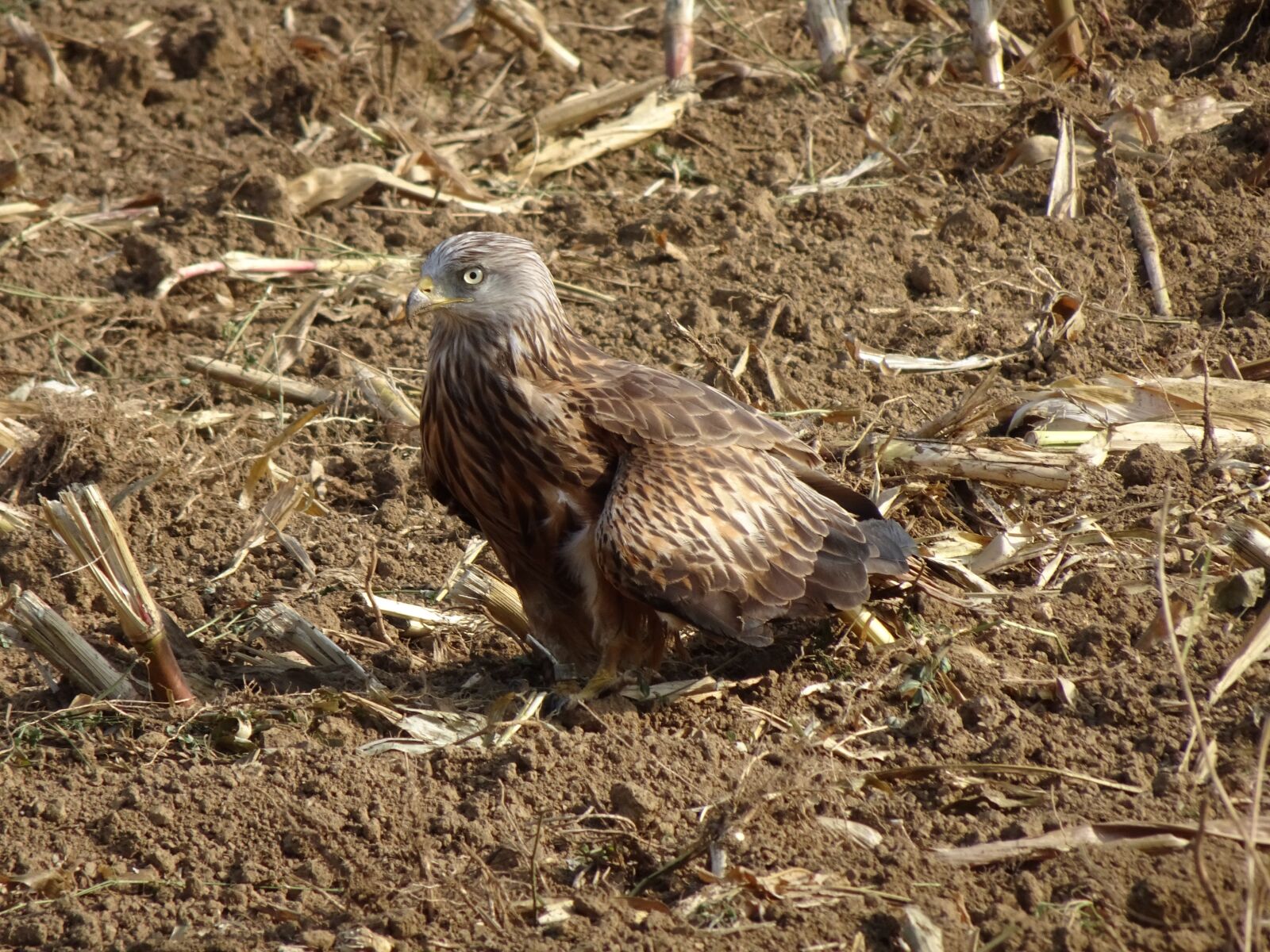 Sony Cyber-shot DSC-WX500 sample photo. Milan, bird of prey photography