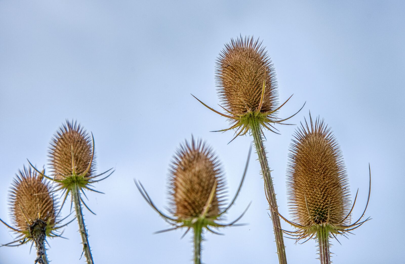 Nikon D750 sample photo. Thistle, arid, faded photography