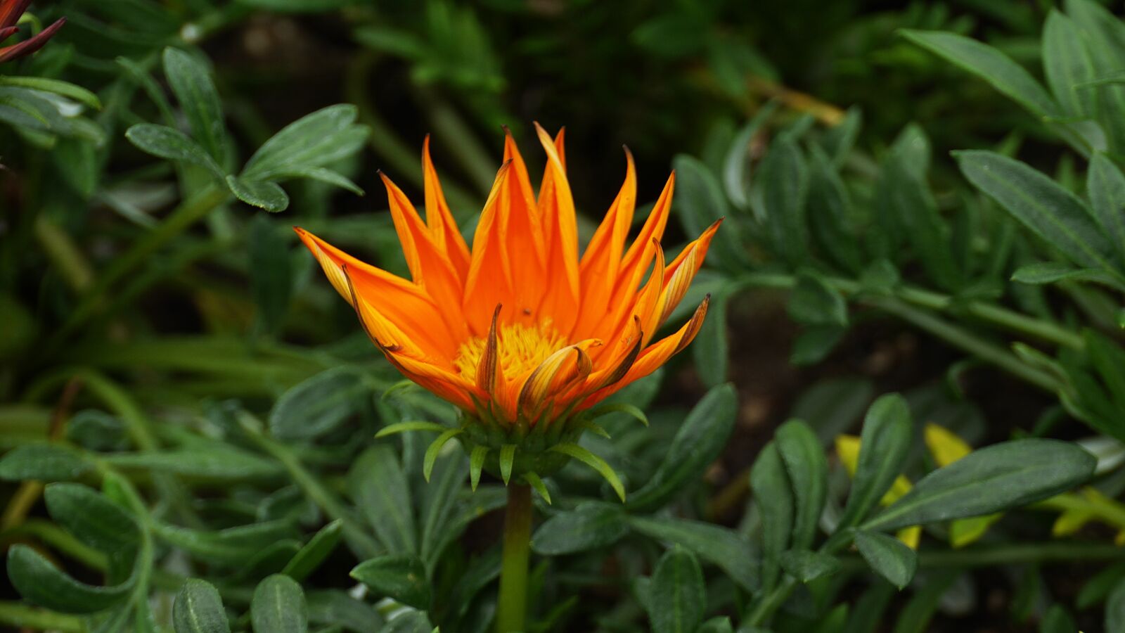 Panasonic Lumix DMC-GH3 sample photo. Flowers, this type, abstract photography