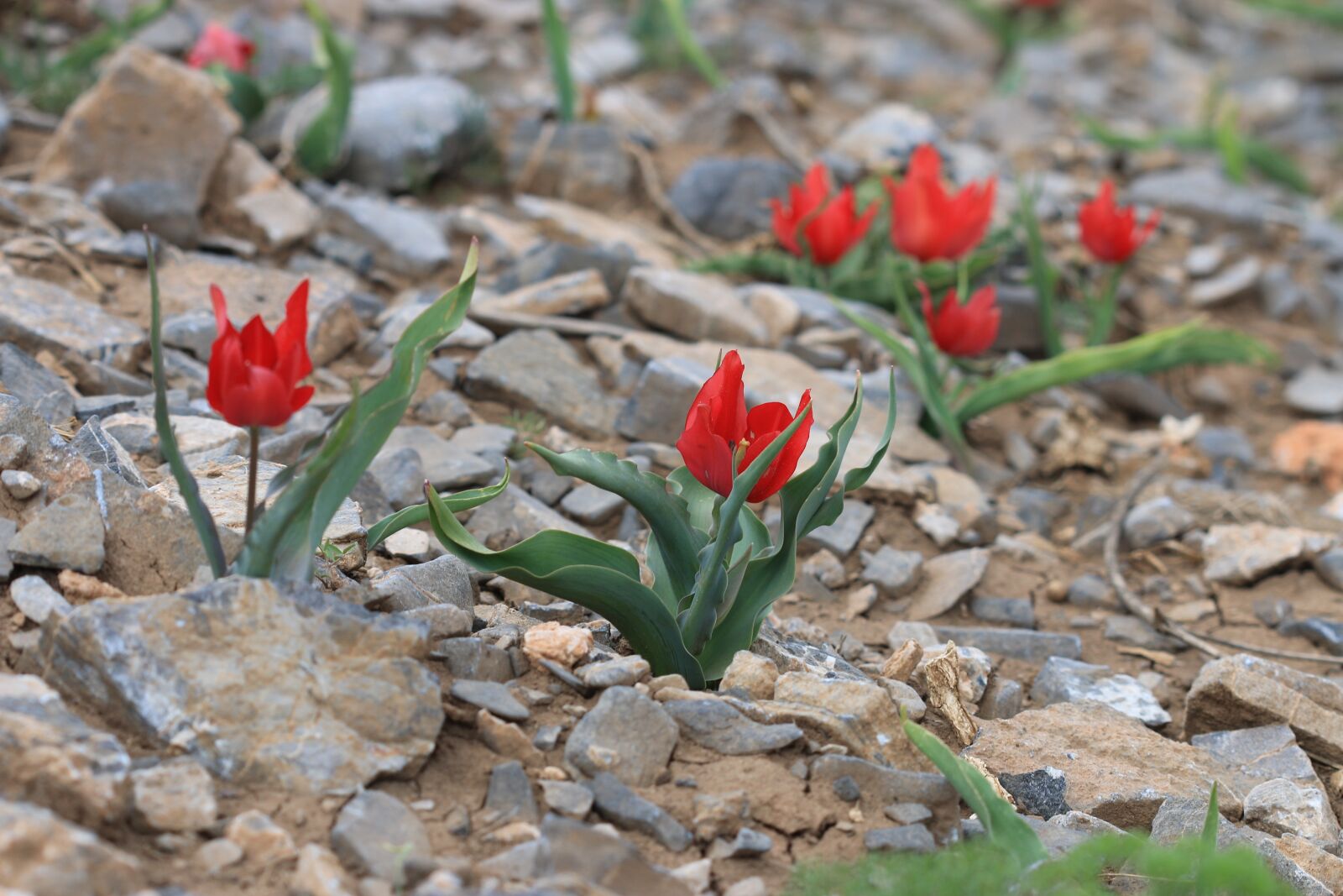 Canon EOS 70D + Canon EF 100mm F2.8 Macro USM sample photo. Green, red, flower photography