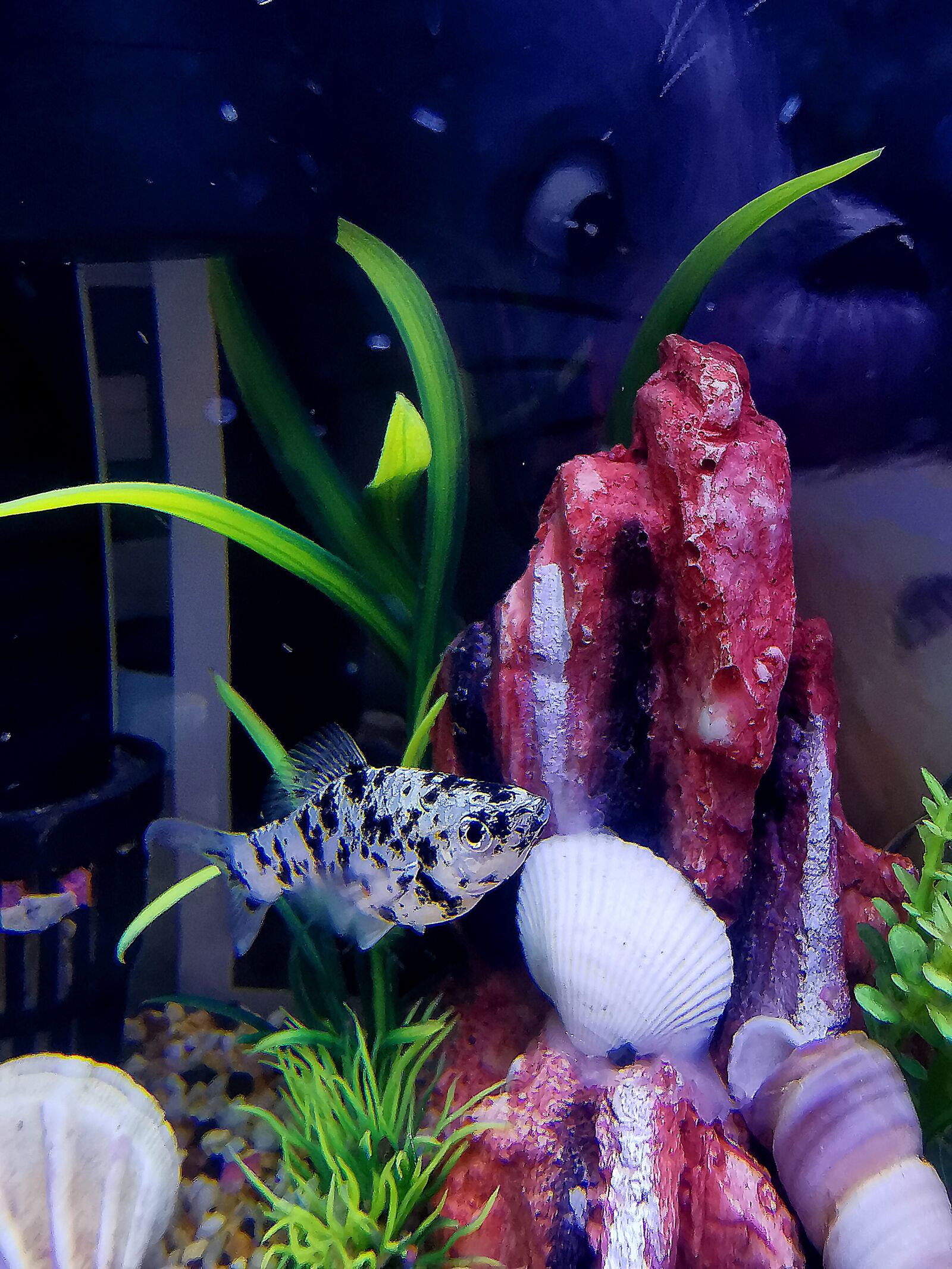 HUAWEI VOG-L29 sample photo