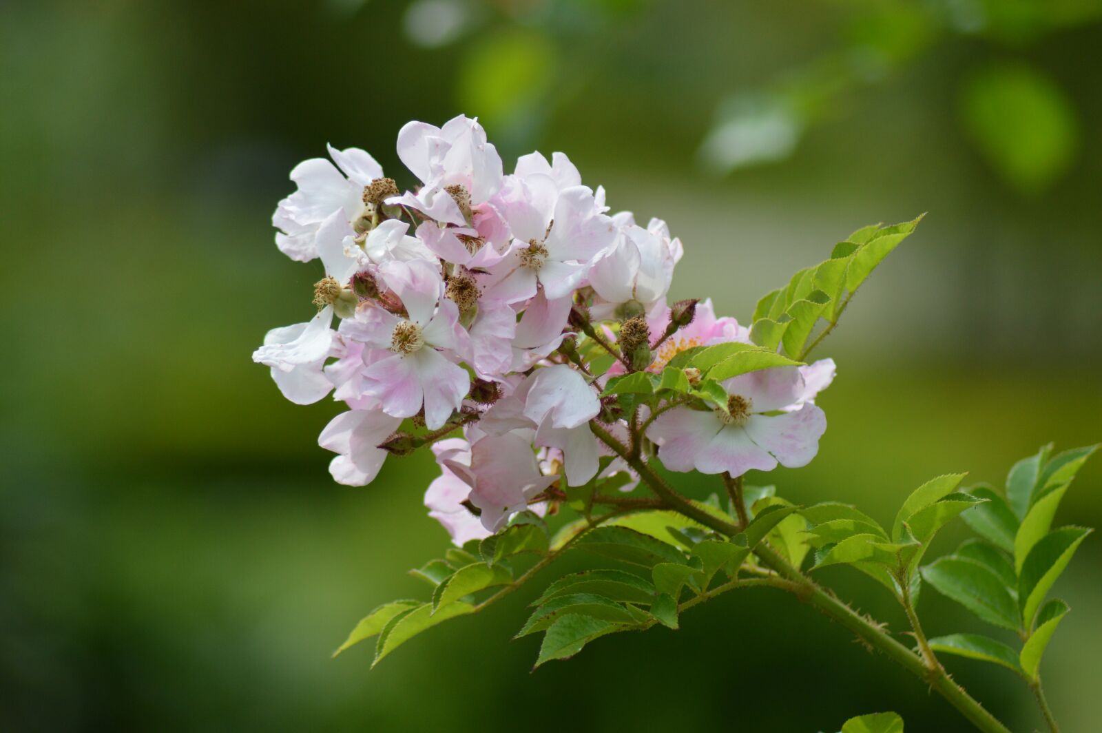 Nikon D3200 sample photo. Pink, rosebush, flower photography