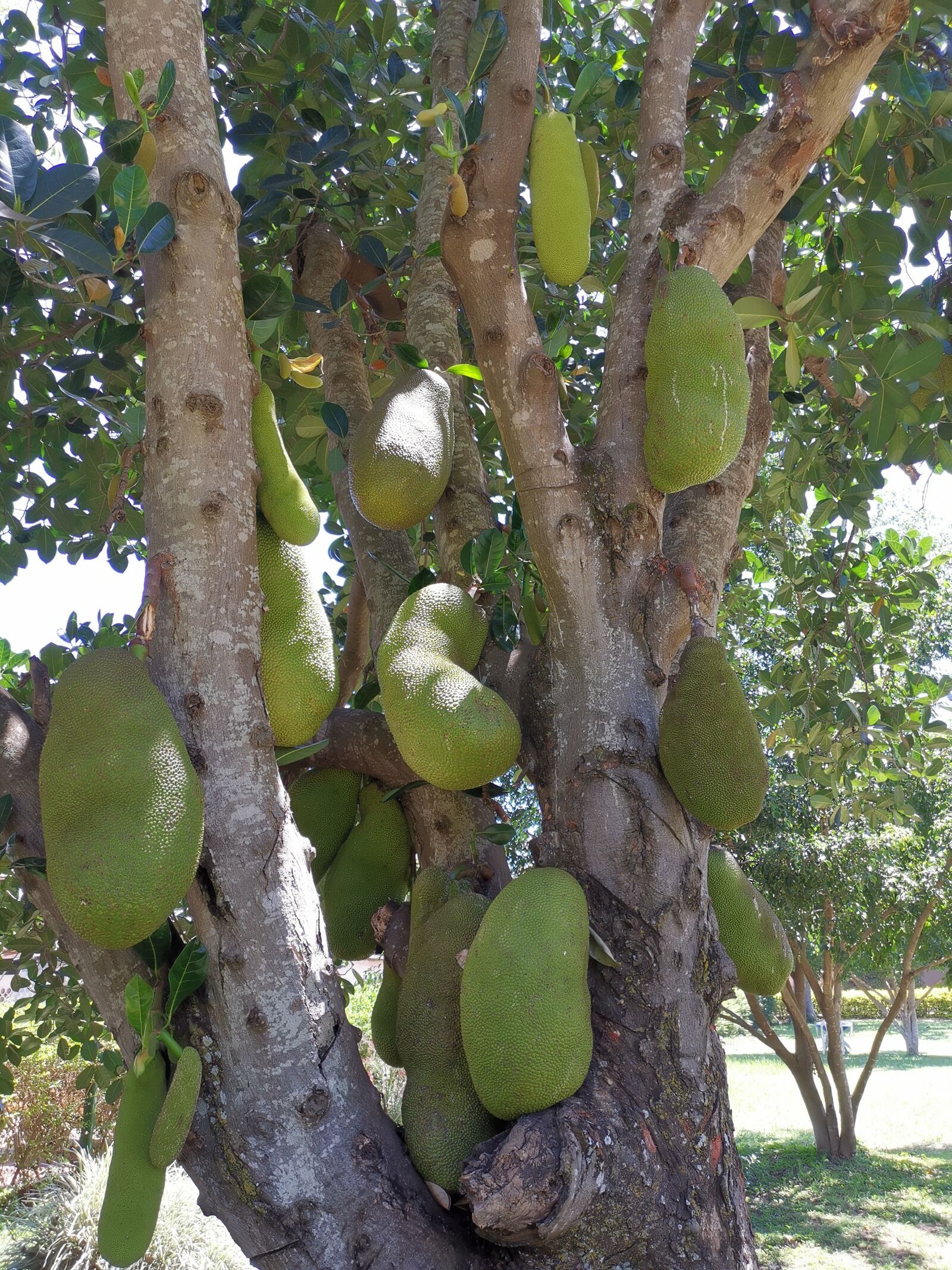 HUAWEI HMA-L29 sample photo. Fruit, jack, tropical photography