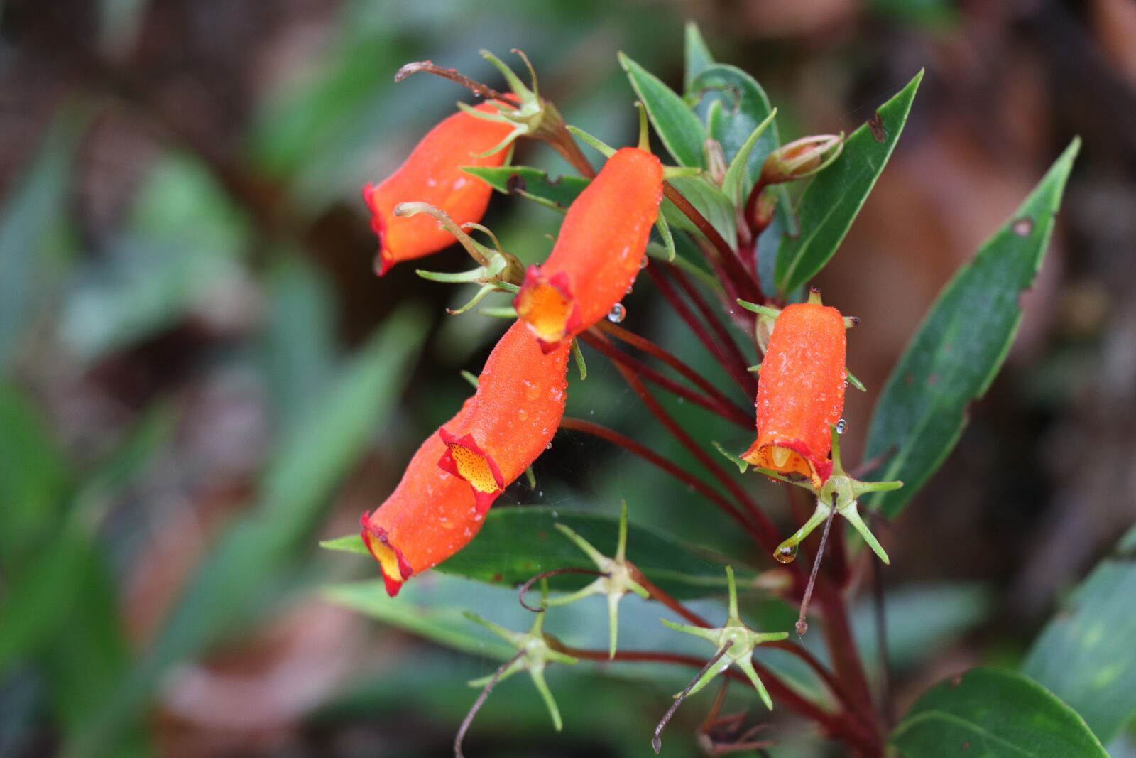Canon EOS 77D (EOS 9000D / EOS 770D) sample photo. Flowers, rain, jungle photography