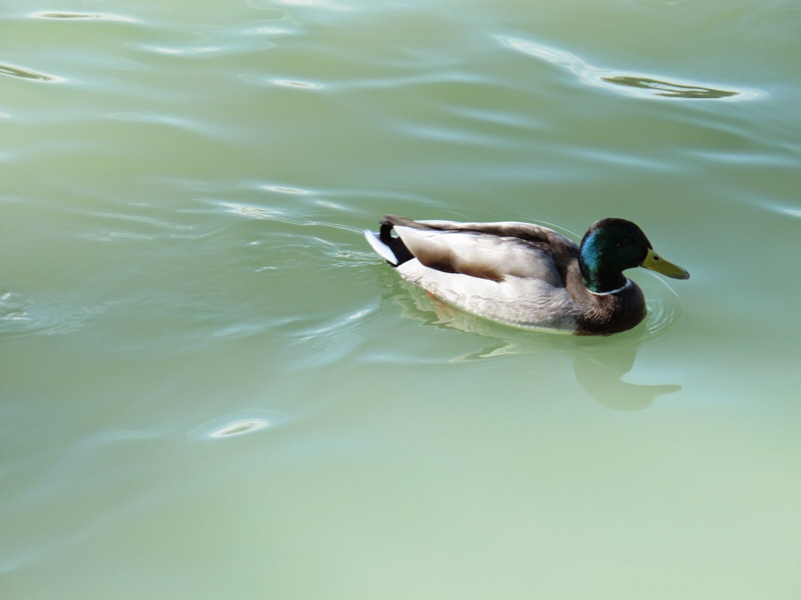 Canon PowerShot G12 sample photo. Duck, lake, animal photography