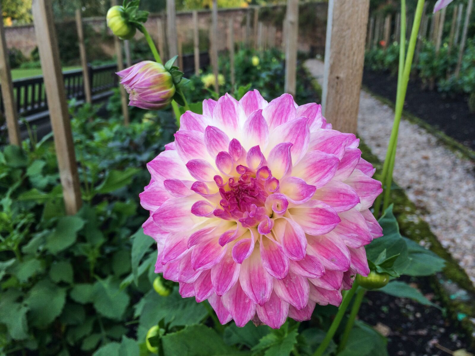 iPhone 5s back camera 4.15mm f/2.2 sample photo. Flower, garden, plant photography