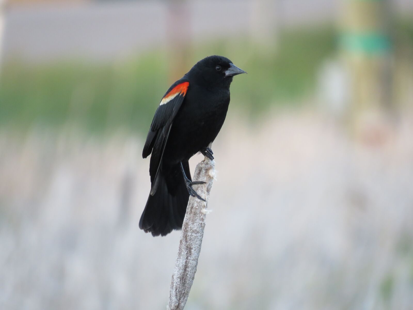 Canon PowerShot SX60 HS sample photo. Red winged blackbird, blackbird photography