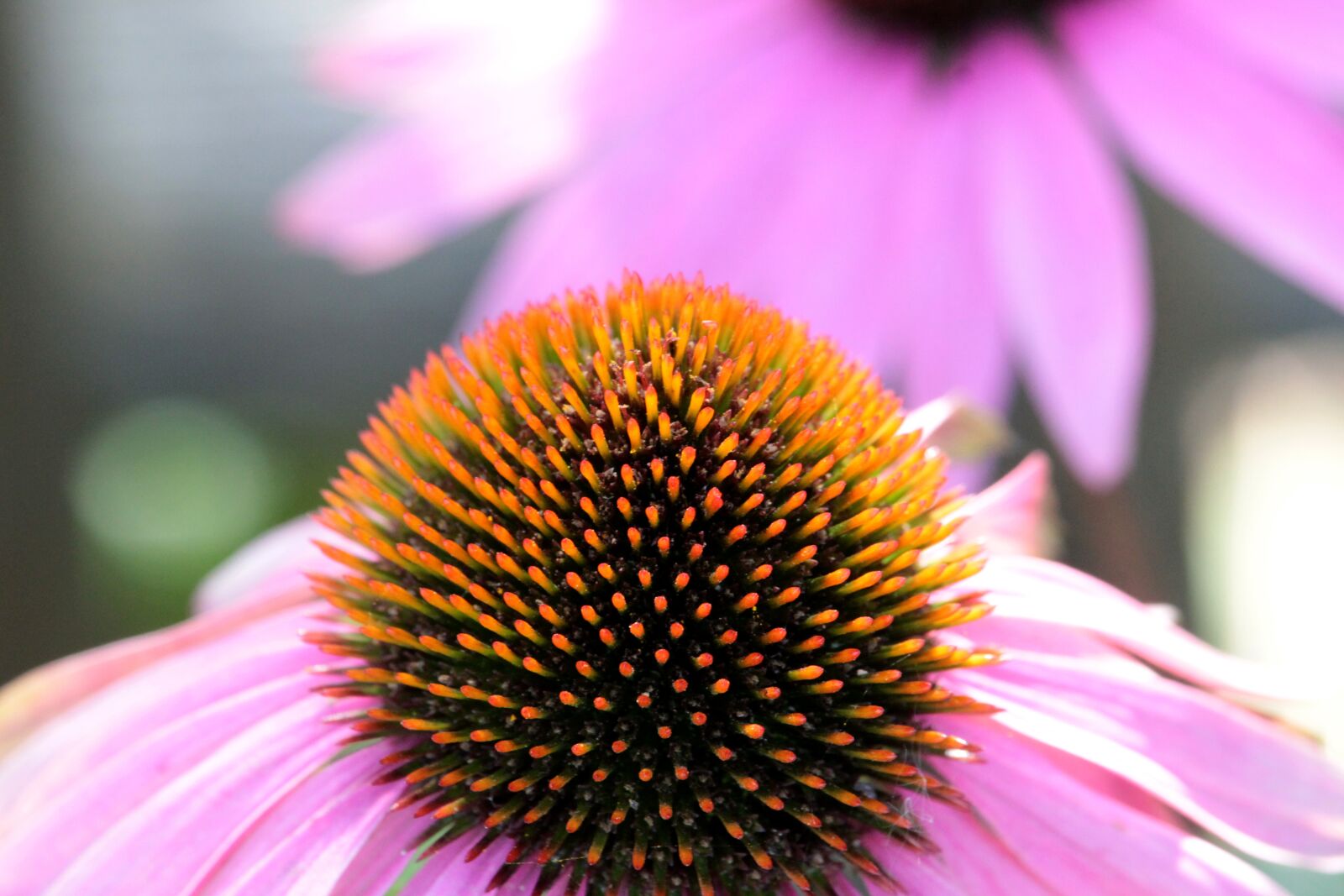 Canon EF-S 55-250mm F4-5.6 IS STM sample photo. Blossom, bloom, pollen photography