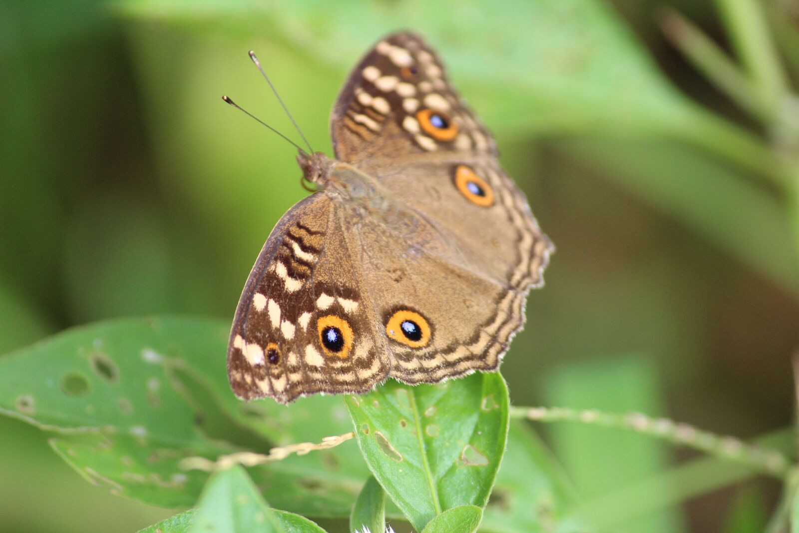 Canon EOS 1200D (EOS Rebel T5 / EOS Kiss X70 / EOS Hi) sample photo. Butterfly, nature, wings photography