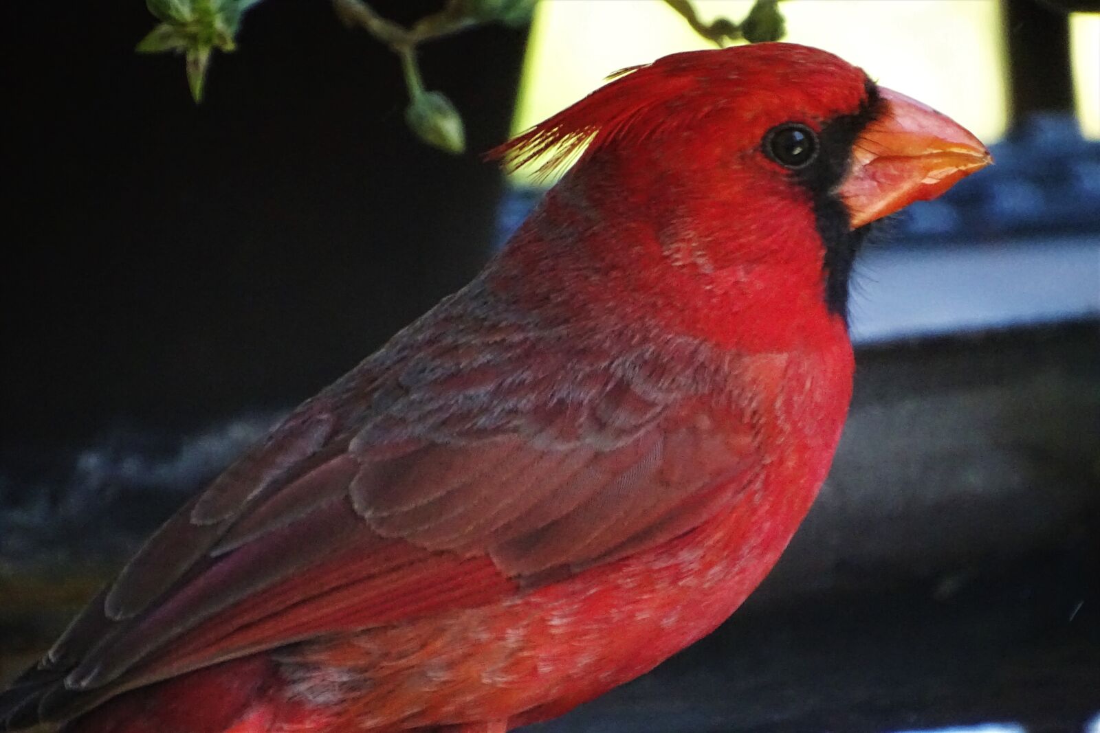 Sony Cyber-shot DSC-HX400V sample photo. Male, cardinal, tucson photography