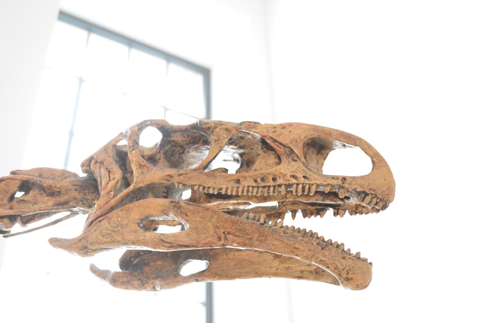 Nikon D3200 sample photo. Dinosaur, sauropod, brontosaurus photography