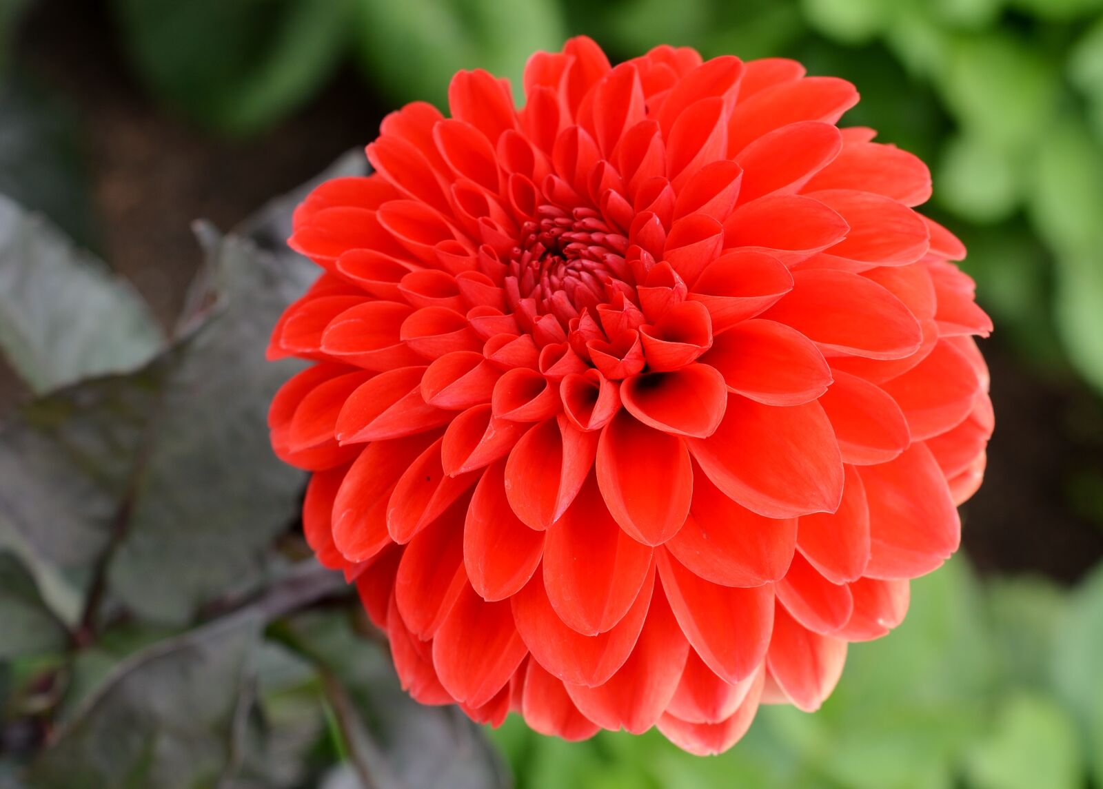 Nikon D5200 sample photo. Flower, dahlia, blossom photography