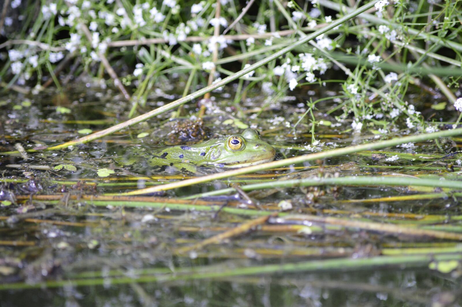 Nikon D3200 sample photo. Frog, pond, animal photography