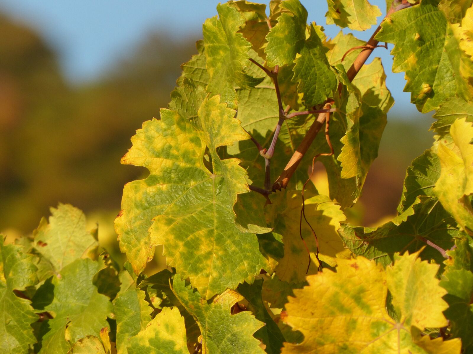 Panasonic Lumix DMC-FZ200 sample photo. Autumn, leaves, wine photography
