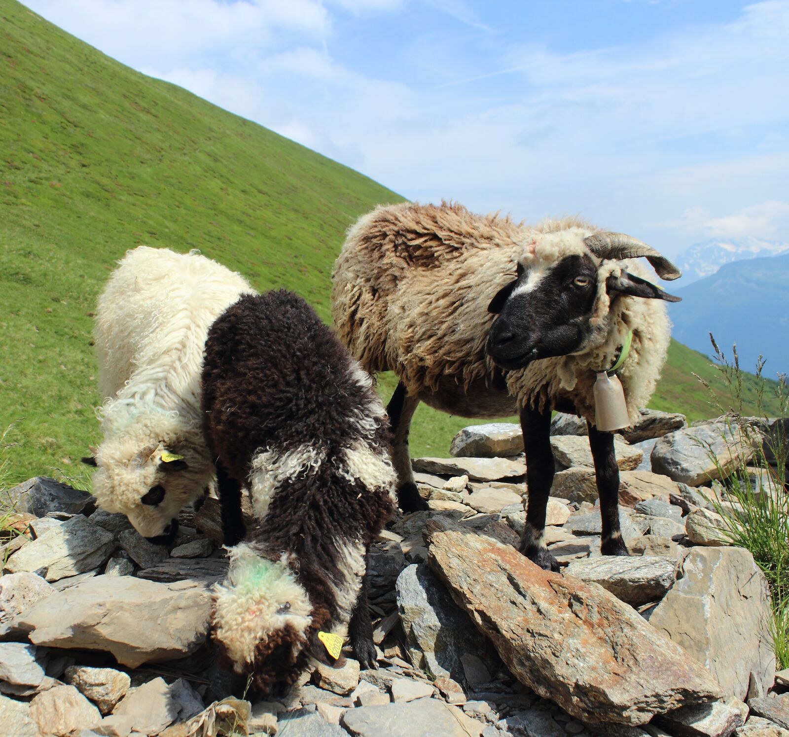 Canon EOS 600D (Rebel EOS T3i / EOS Kiss X5) sample photo. Sheep, lamb, natural photography