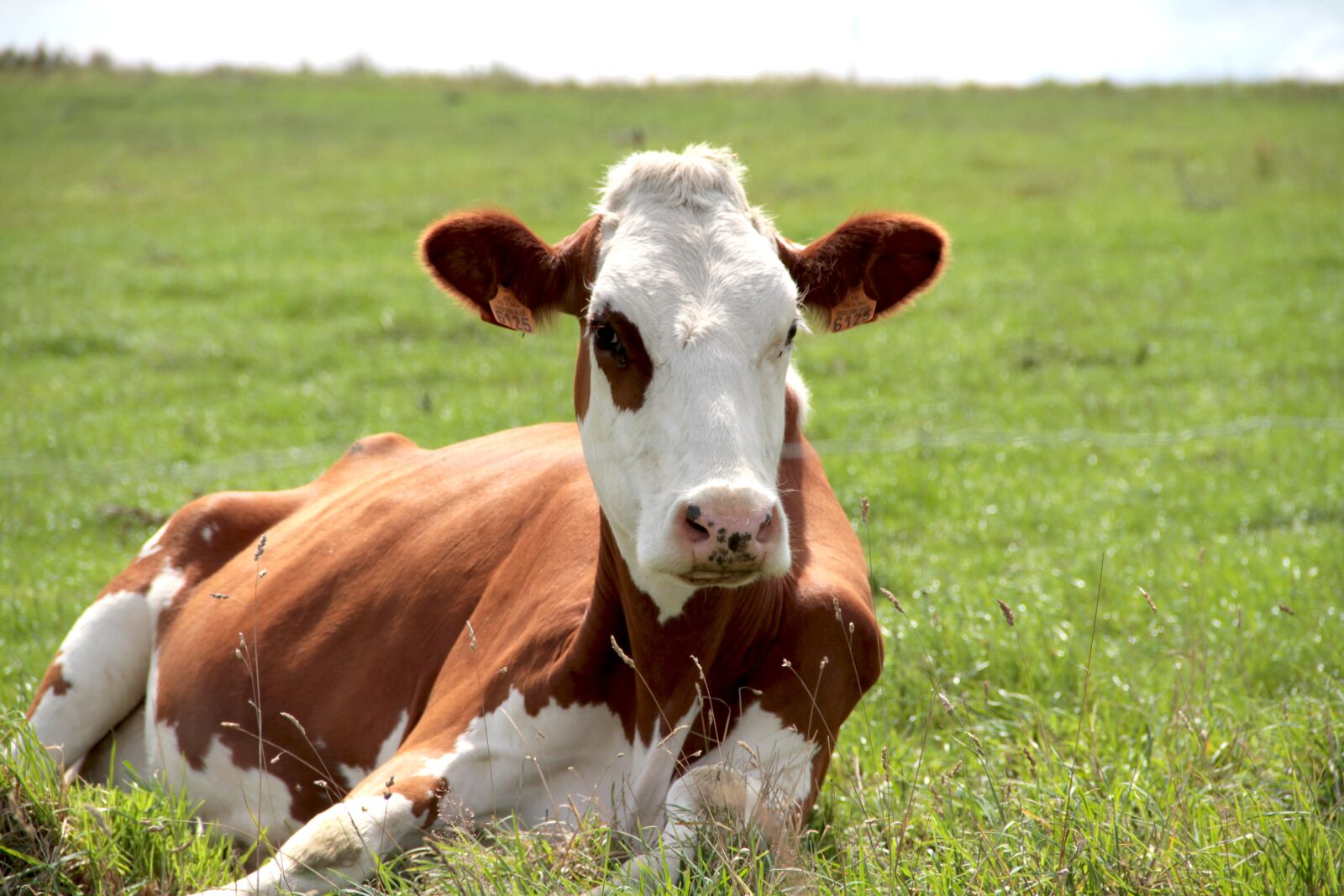 Canon EOS 7D sample photo. Cow, lying, nature photography