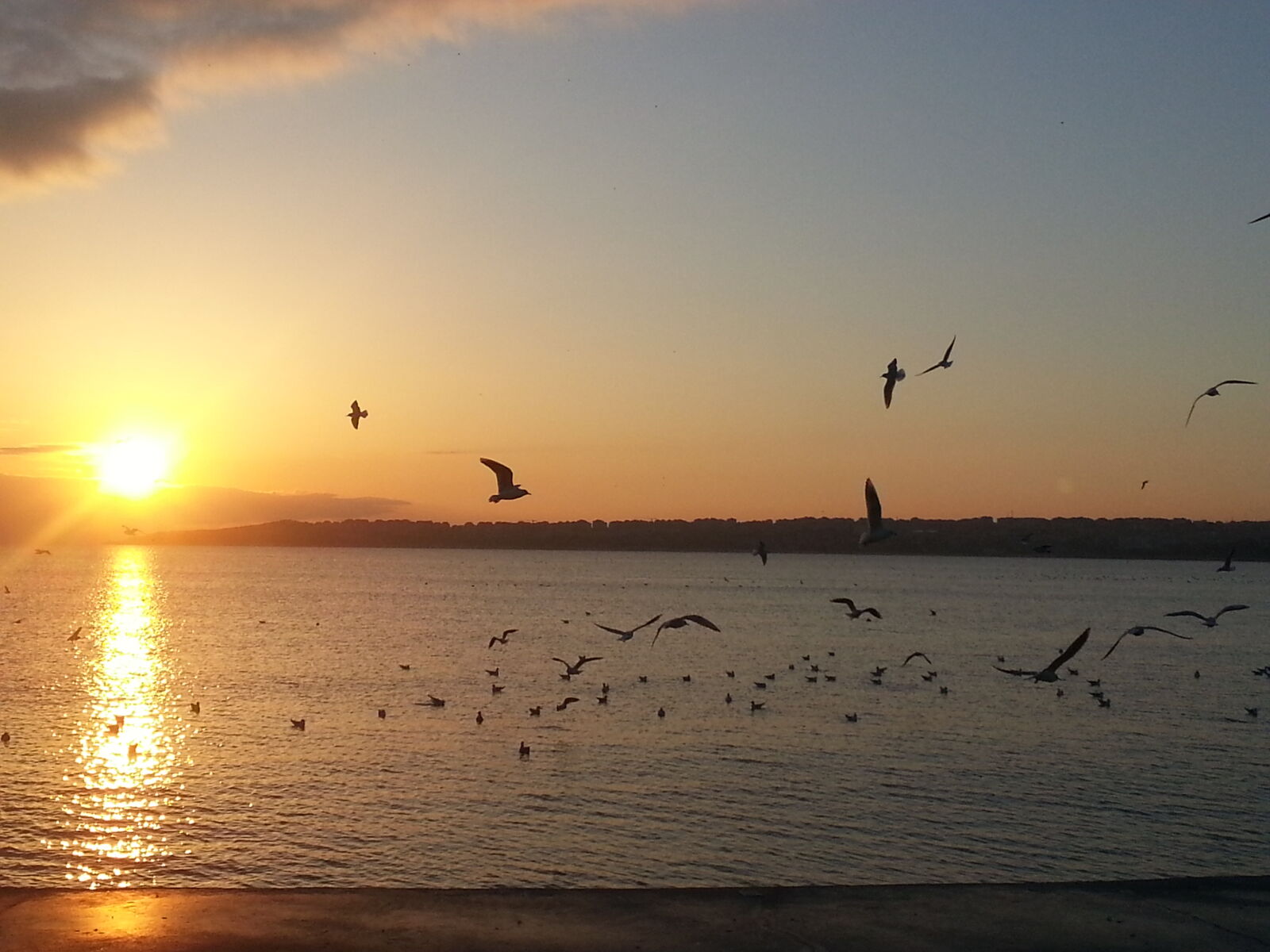 Samsung Galaxy S3 sample photo. Seagulls, sunset photography