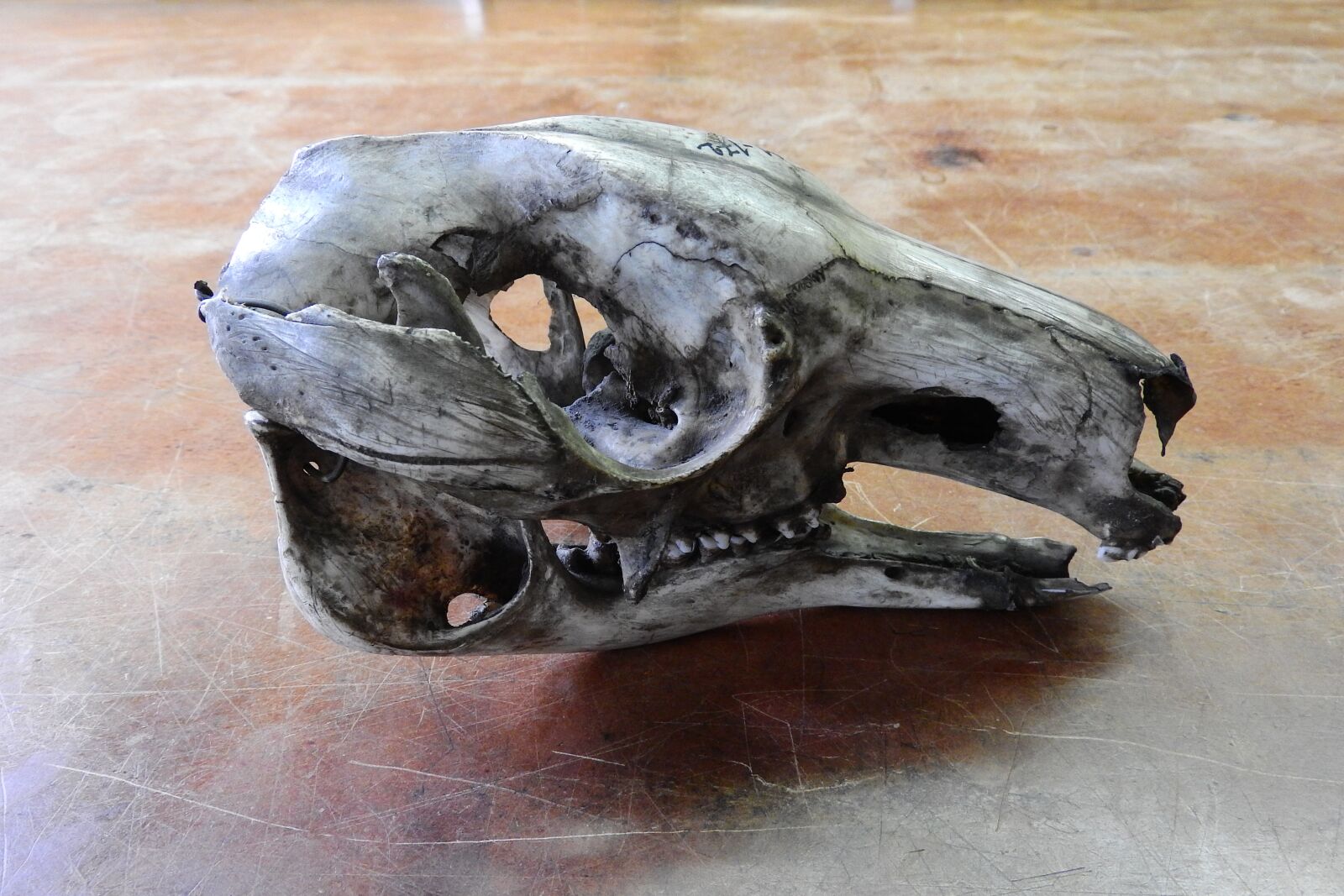 Nikon Coolpix P610 sample photo. Skull, skeleton, teeth photography
