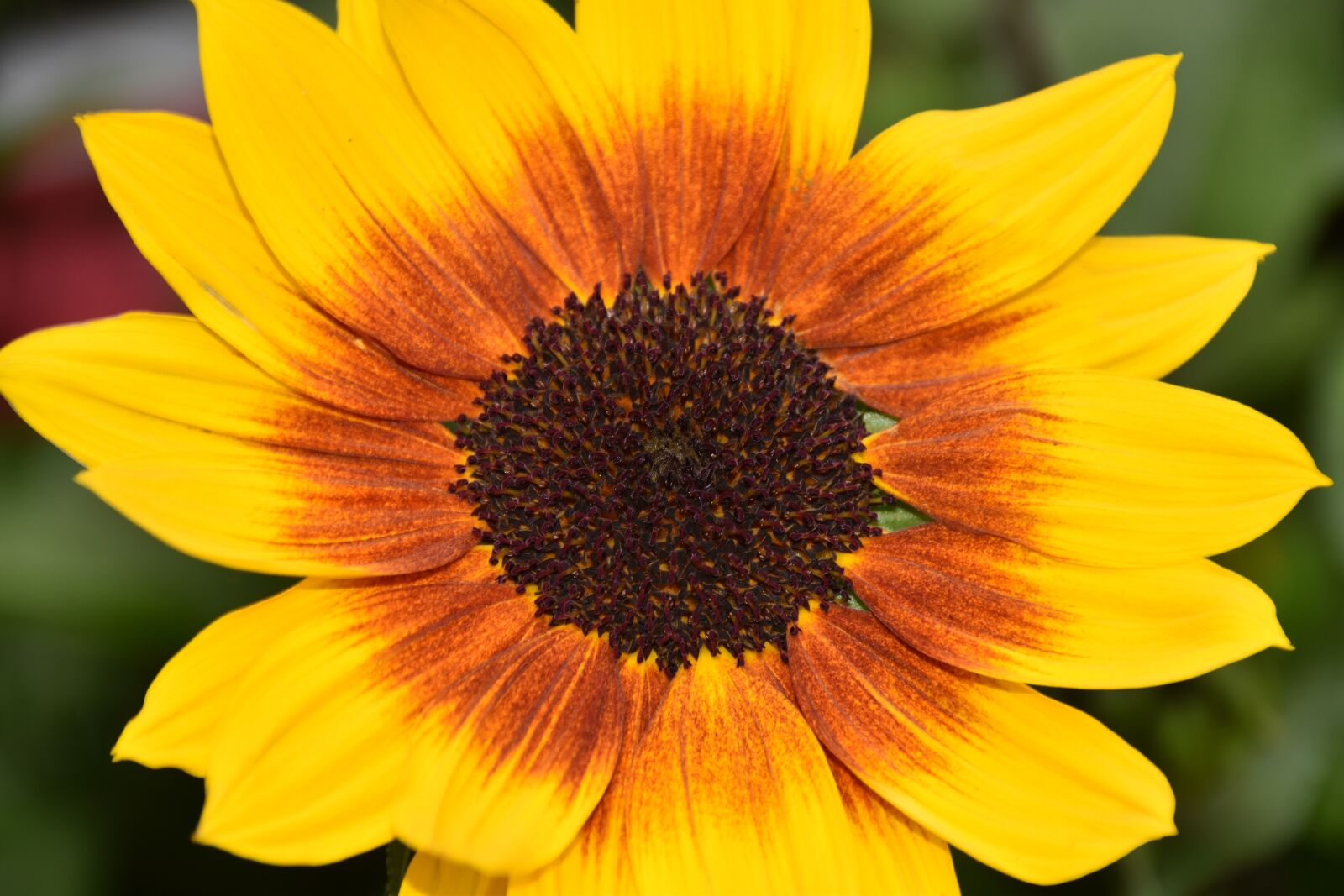 Nikon D5600 sample photo. Helianthus sunbelievable, big flower photography