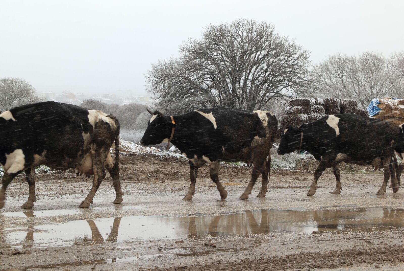 Canon EOS 550D (EOS Rebel T2i / EOS Kiss X4) sample photo. Cold, snow, wet photography