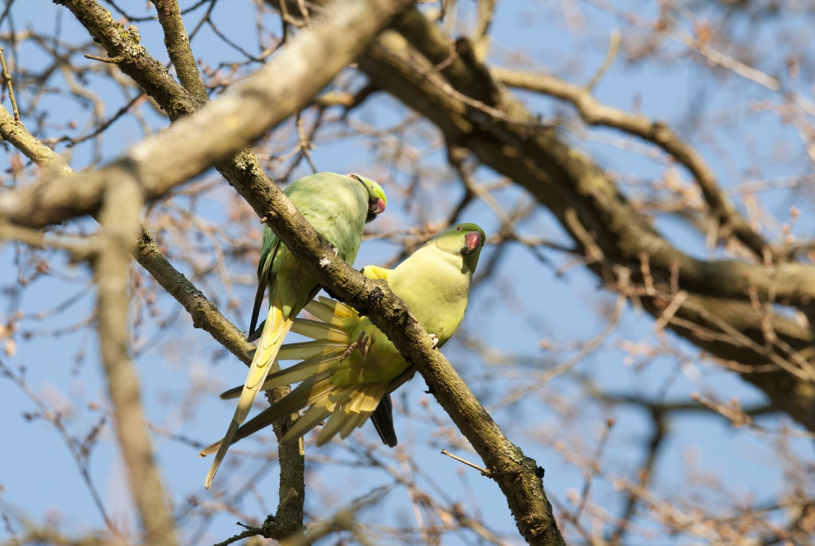 Nikon D3000 sample photo. Parakeets, birds, green parrots photography