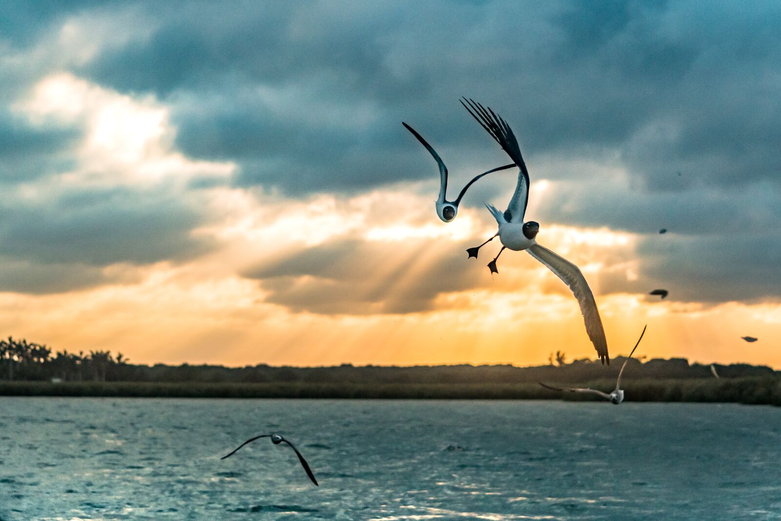 Nikon D7500 sample photo. Bird, sunset, sun photography