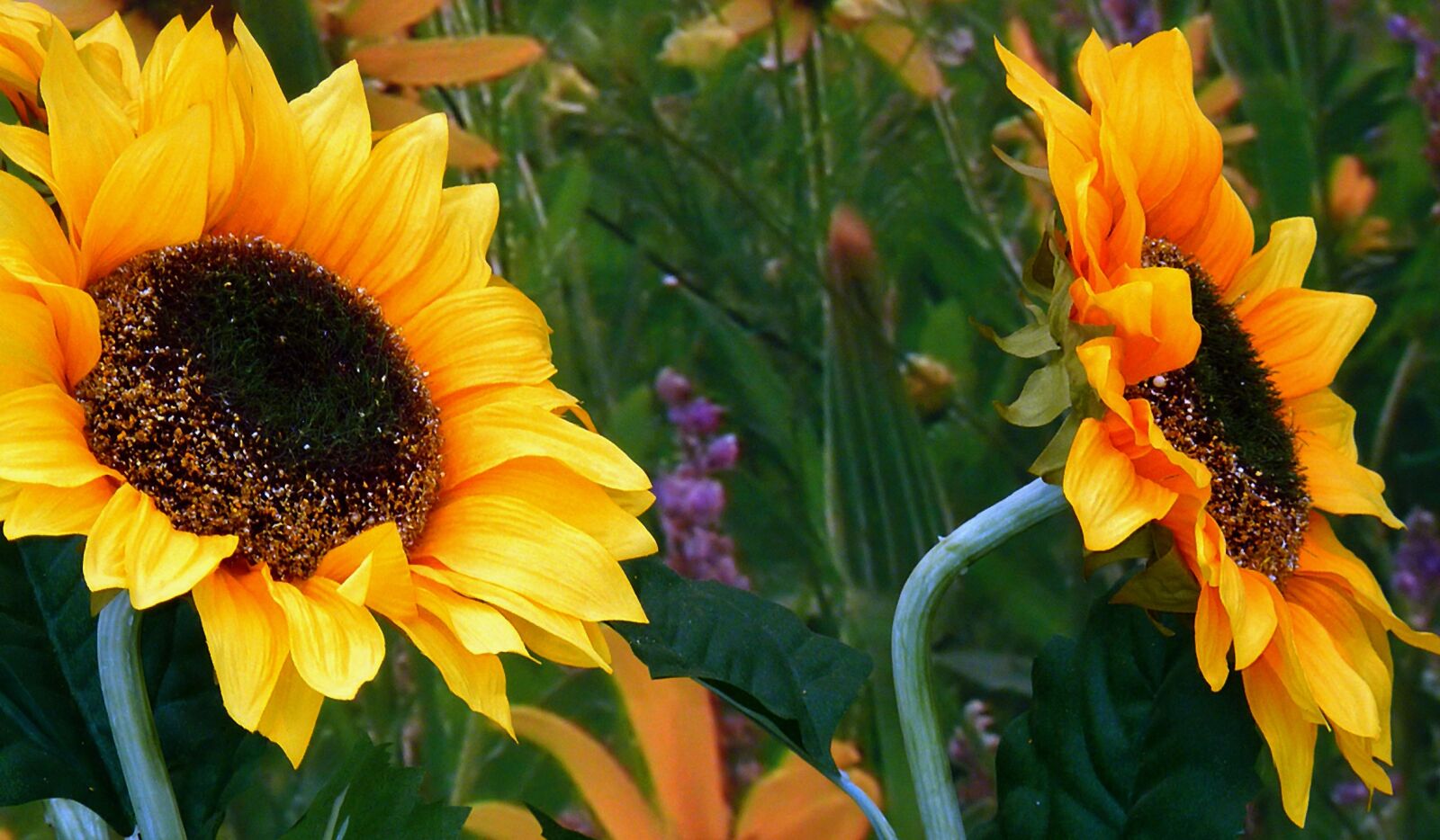 Panasonic DMC-TZ7 sample photo. Flower, plant, nature photography