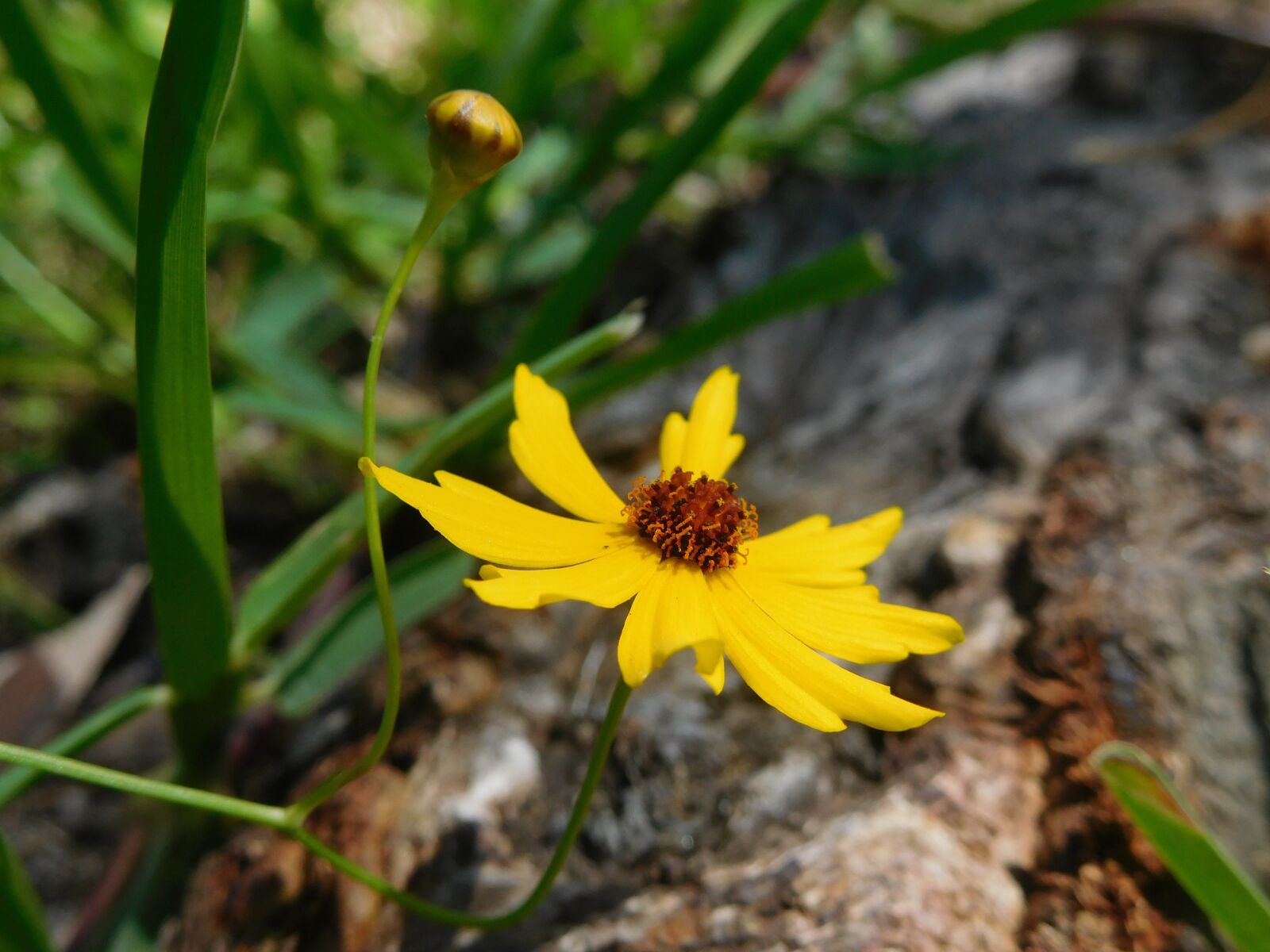 Nikon Coolpix S7000 sample photo. Flower, yellow flower, plant photography