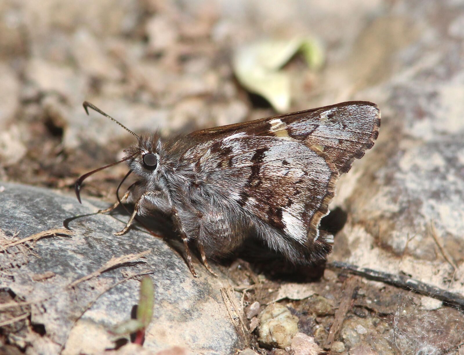 Canon EF 300mm F4L IS USM sample photo