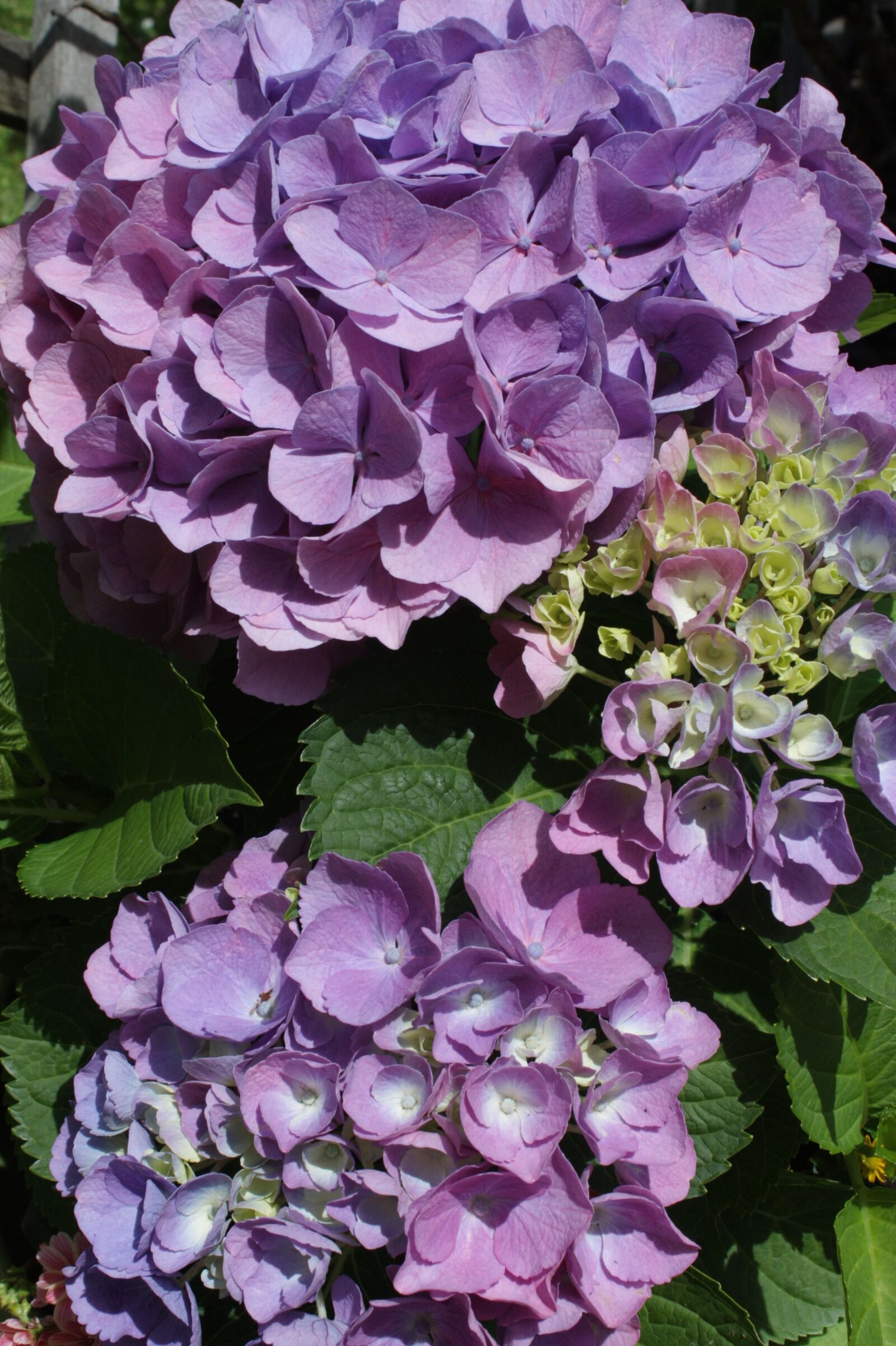 Canon EOS 450D (EOS Rebel XSi / EOS Kiss X2) sample photo. Hydrangea, flower, blue flower photography