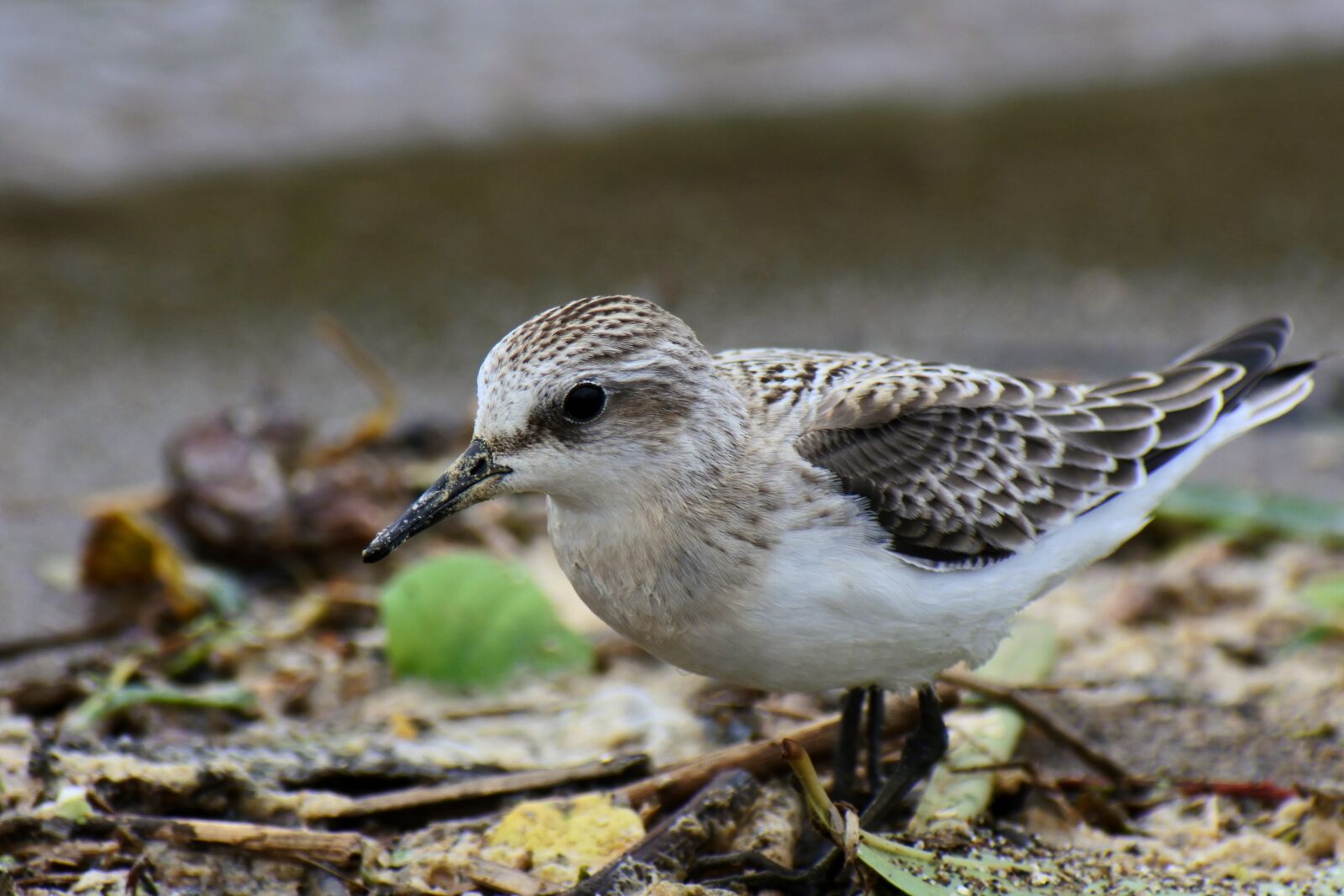 VR 70-300mm f/4.5-6.3G sample photo. Animal, wild birds, little photography
