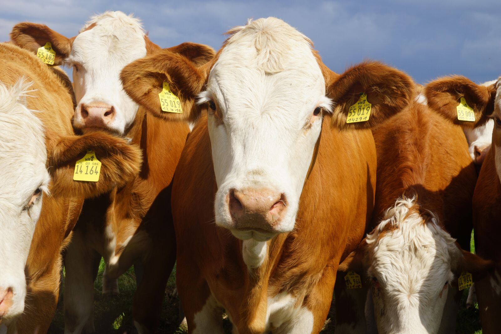 Sony SLT-A77 sample photo. Calves, cows, cow photography