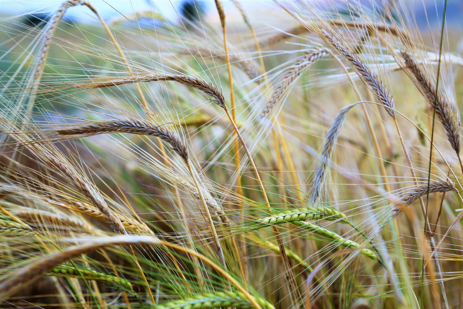 Canon EOS 5D Mark III sample photo. Spike, nature, plant photography