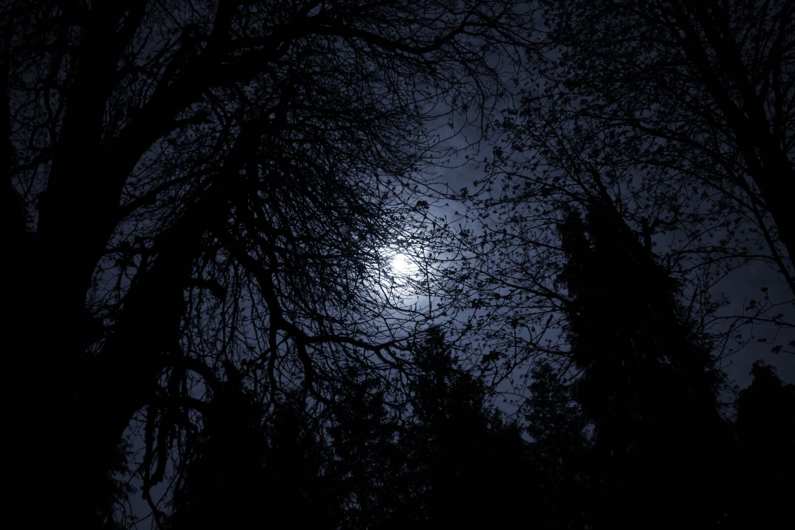 Canon EOS 350D (EOS Digital Rebel XT / EOS Kiss Digital N) sample photo. Trees sky, dark, night photography