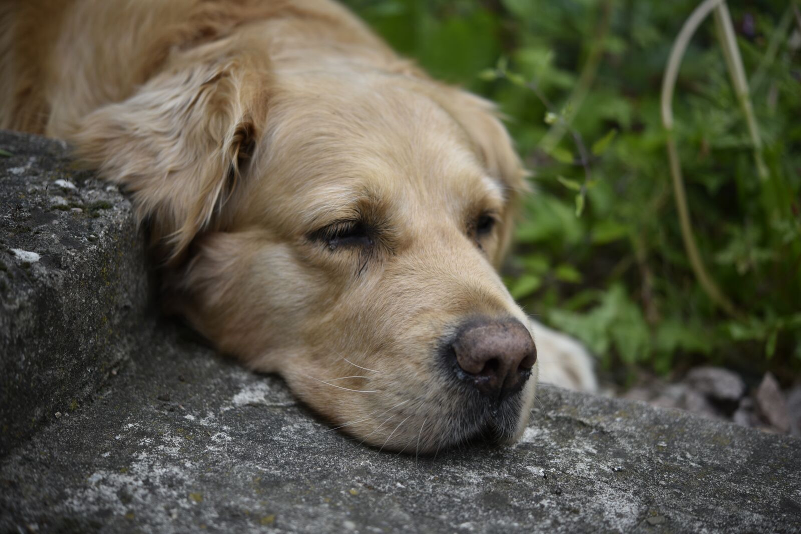 Nikon D810 sample photo. Dog, pet, golden retriever photography