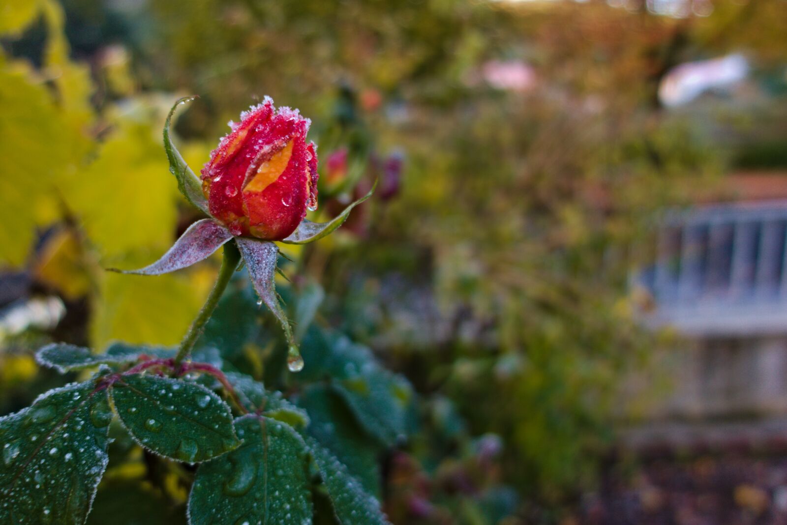 Sony DSC-RX100M5A sample photo. Rosebush, pink, leaves photography