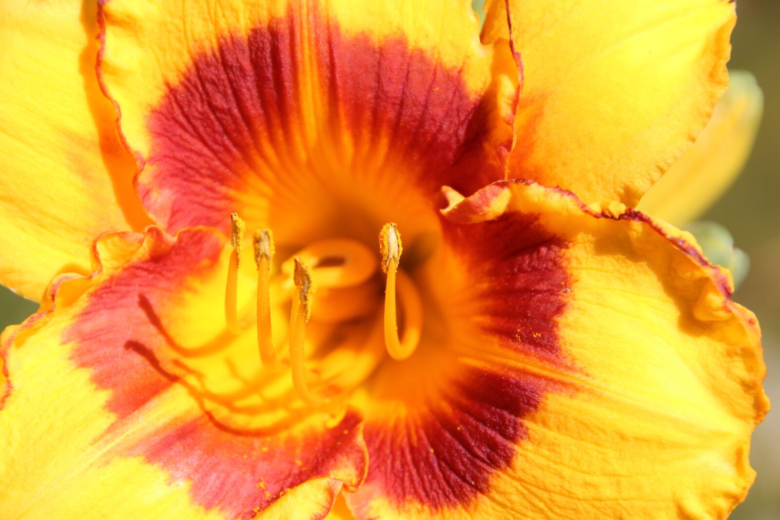 Canon EOS 1200D (EOS Rebel T5 / EOS Kiss X70 / EOS Hi) sample photo. Flower, pollen, pistil photography