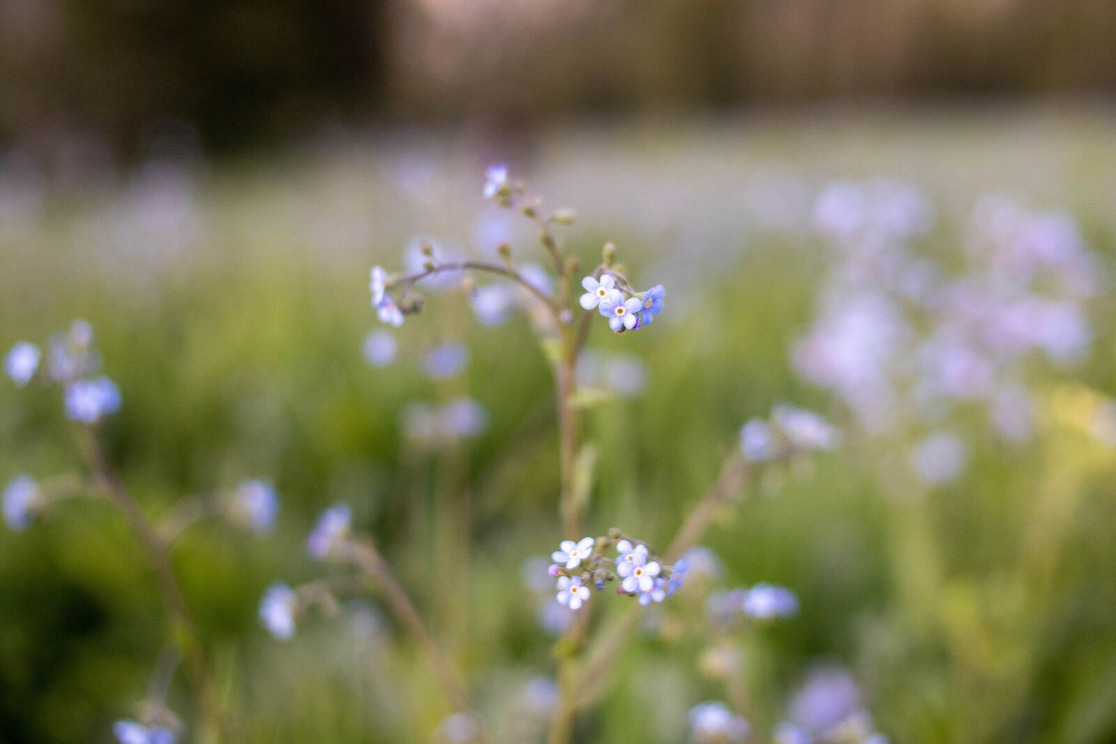 Canon EOS M50 (EOS Kiss M) sample photo. Wildflowers, plants, nature photography