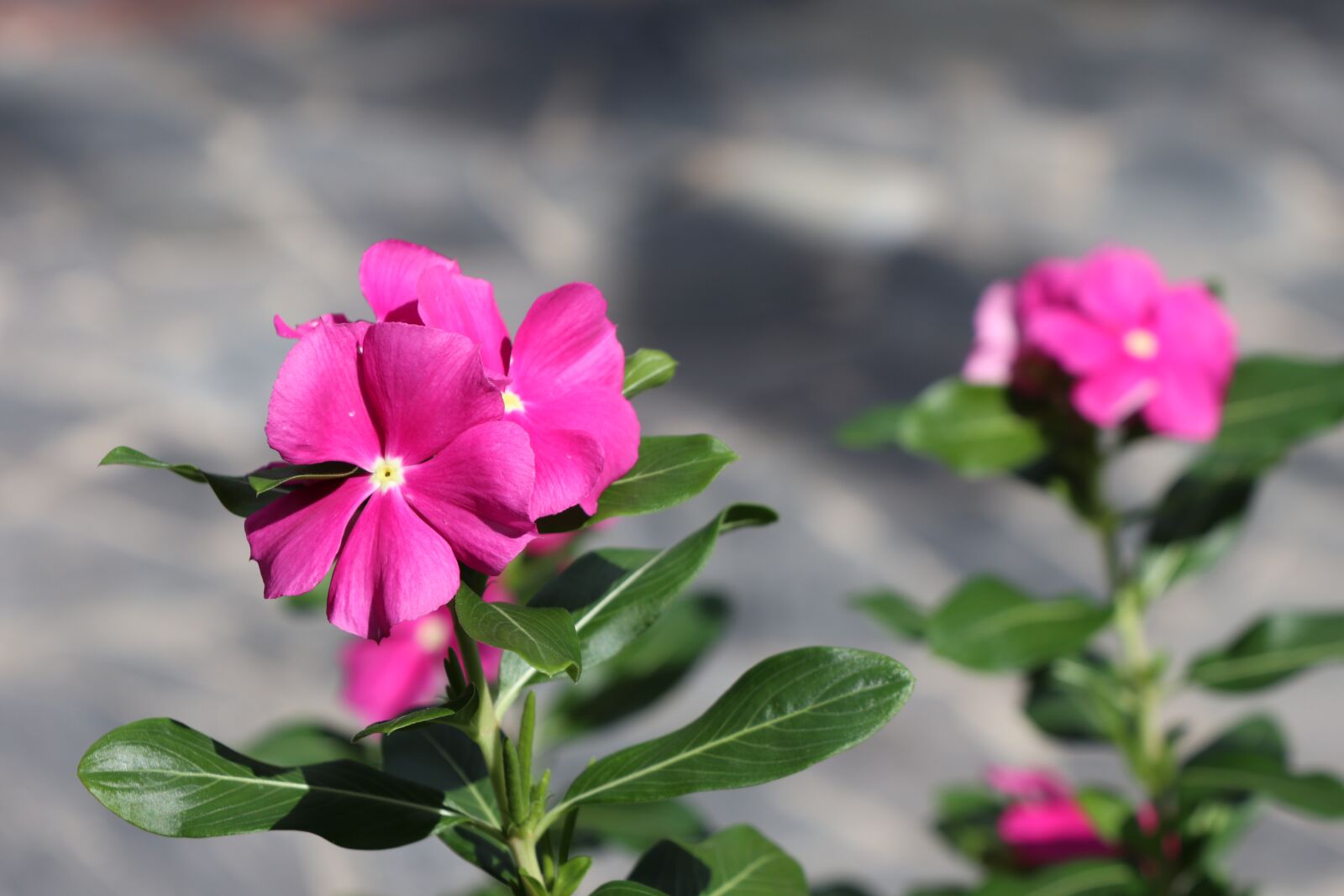 Canon EF-M 18-150mm F3.5-6.3 IS STM sample photo. Garden, pink flower, outdoor photography