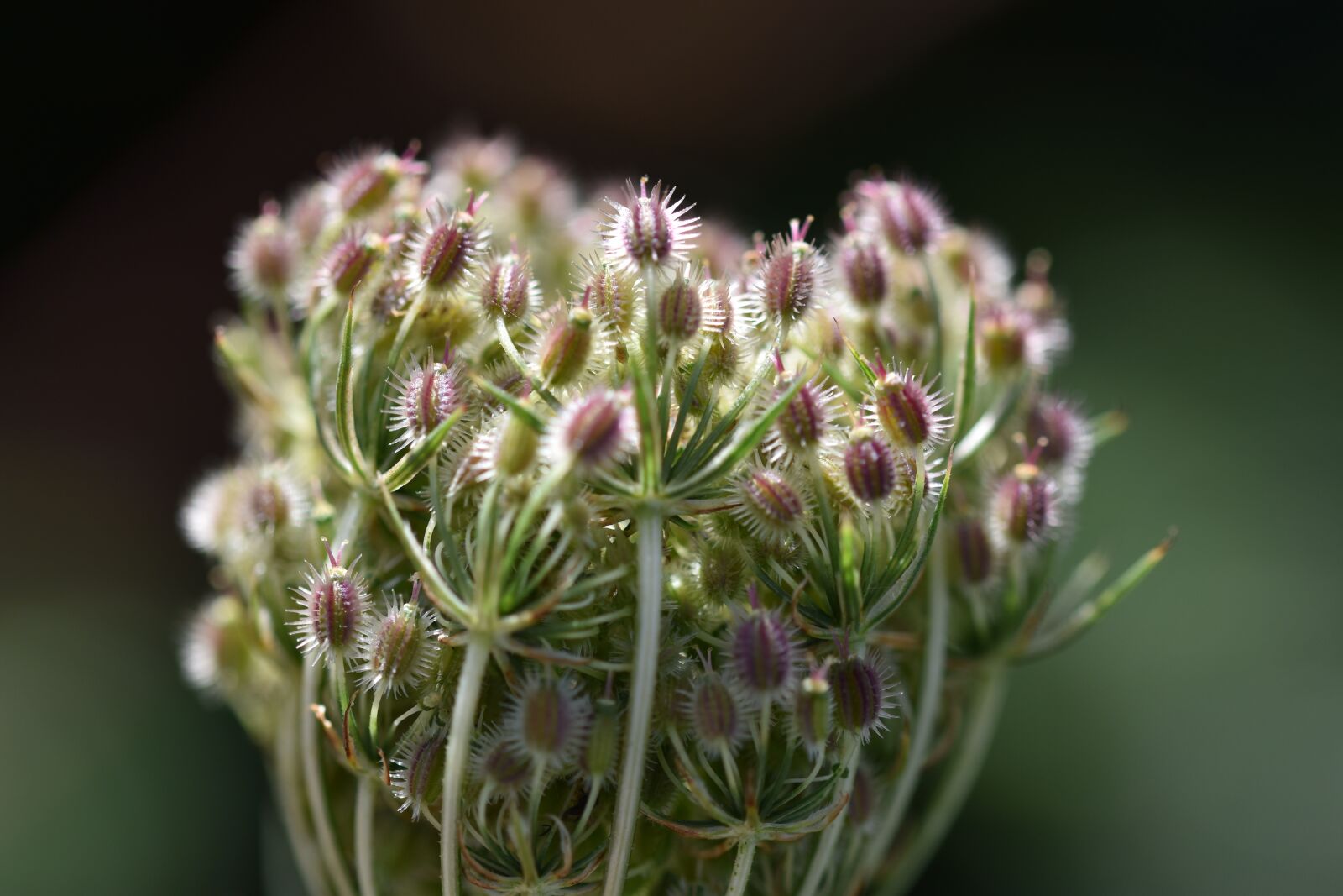 Nikon D5600 sample photo. Buds, flower buds, flowering photography
