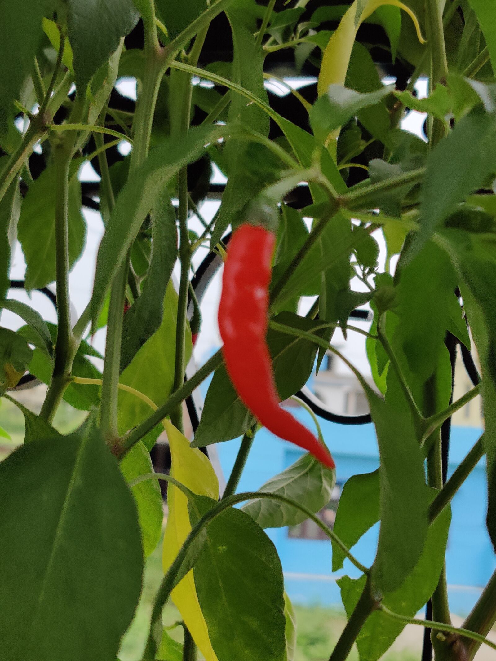 OnePlus HD1901 sample photo. Red chili, plants, red photography