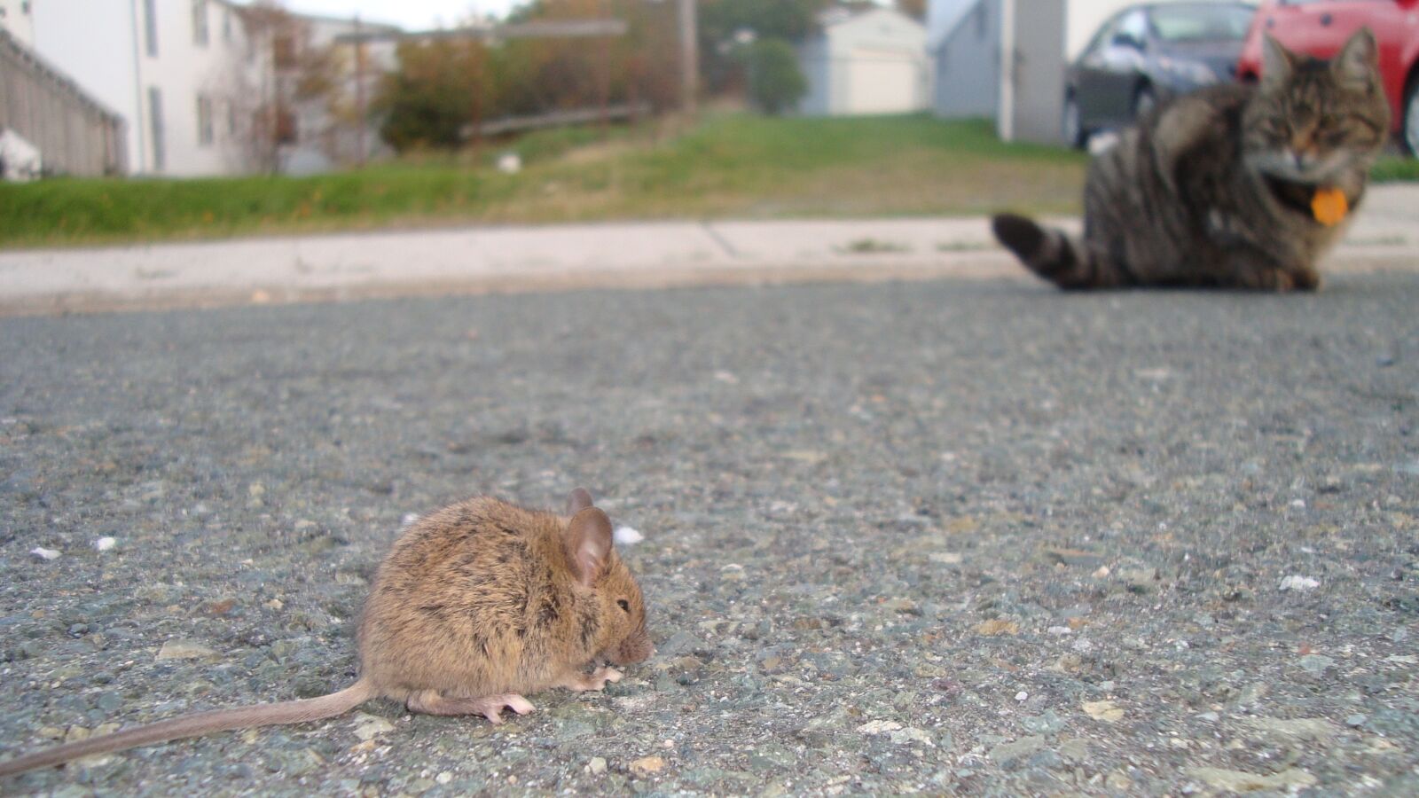 Sony Cyber-shot DSC-W120 sample photo. Baby rat, cat, hunting photography