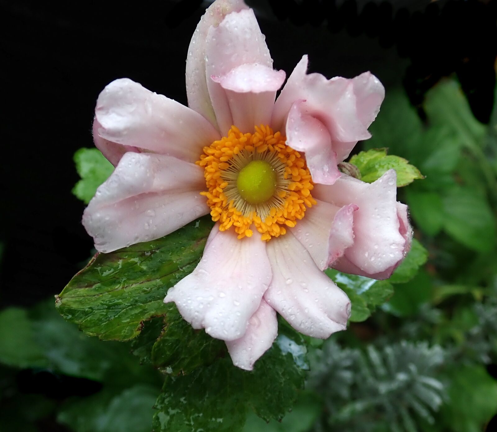 Olympus TG-5 sample photo. Flower, pollen, anemone photography