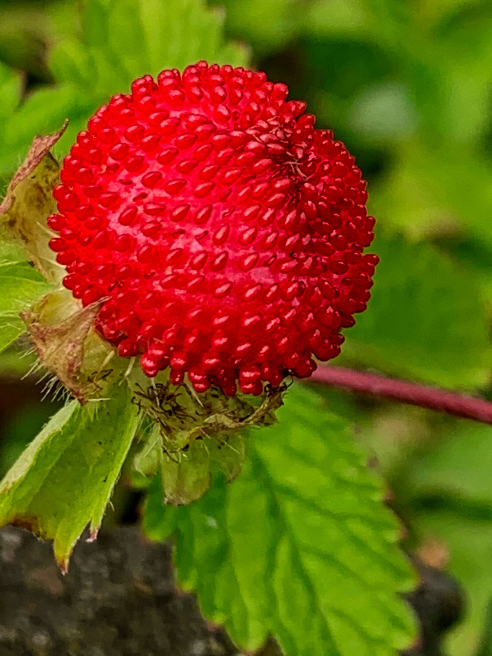 Apple iPhone XR sample photo. Strawberry, prato, strawberry crazy photography