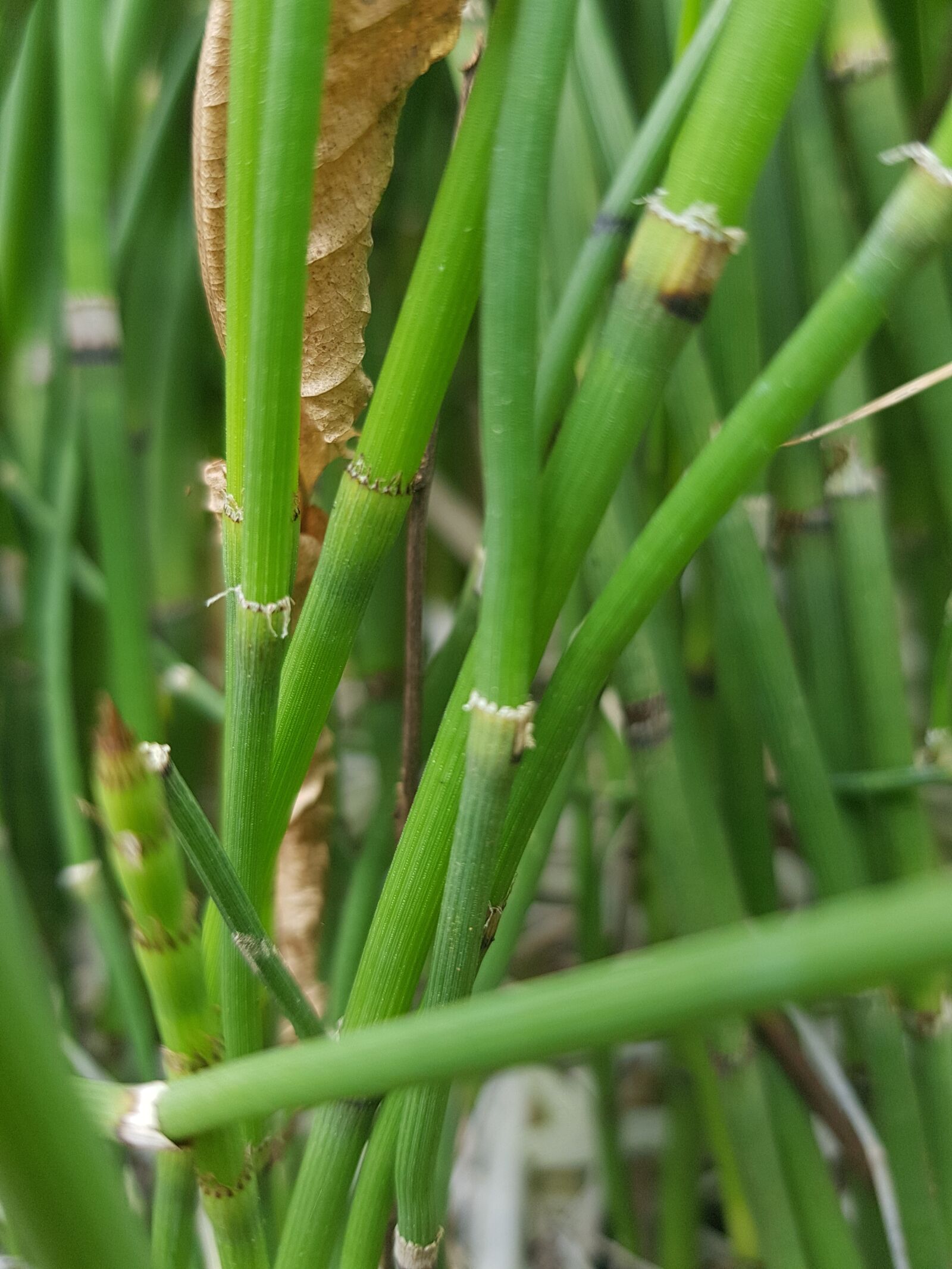 Samsung Galaxy S8 sample photo. Bamboo, forest, green photography
