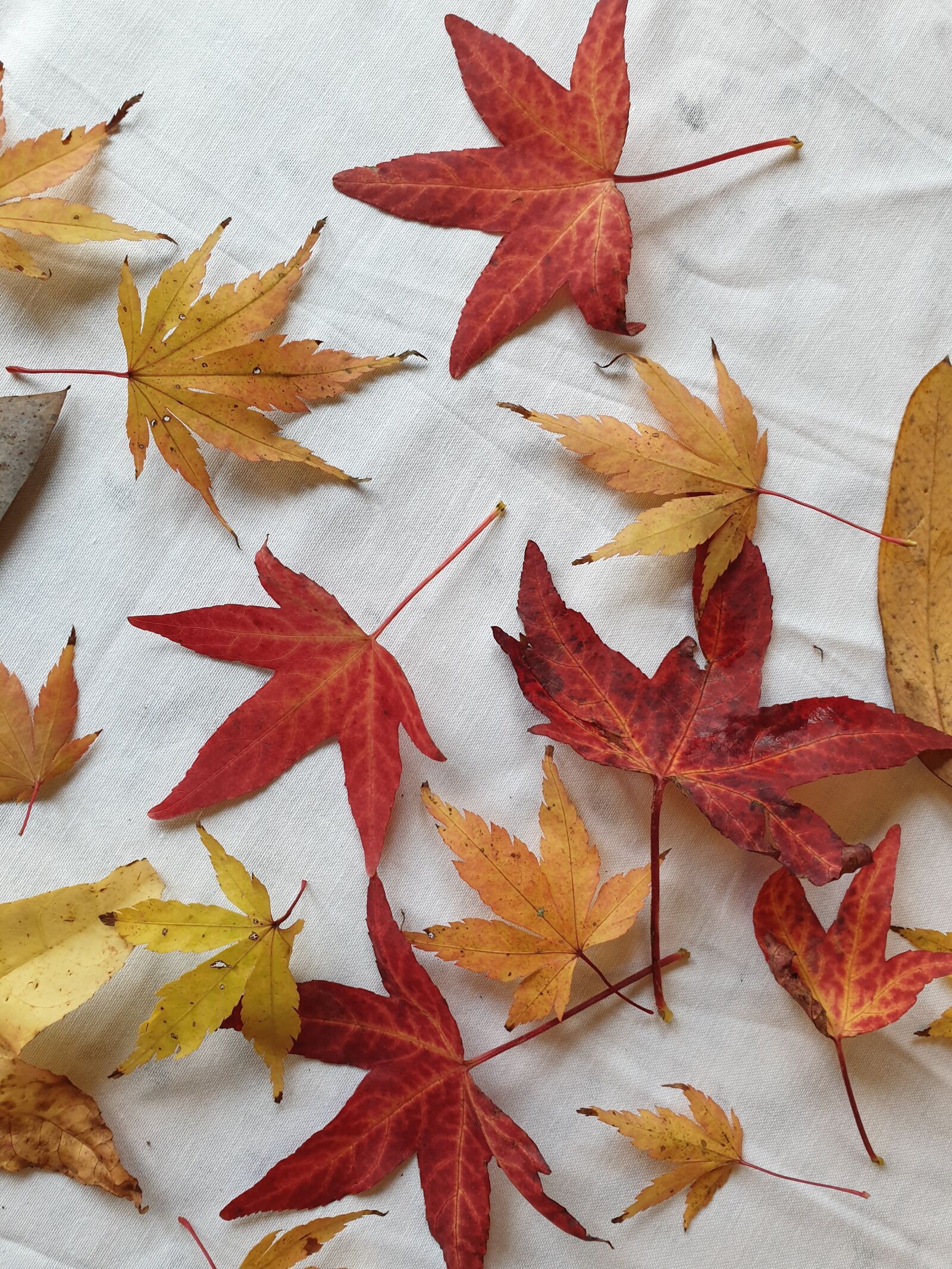 Samsung Galaxy S9 sample photo. Autumn, leaves, maple leaf photography