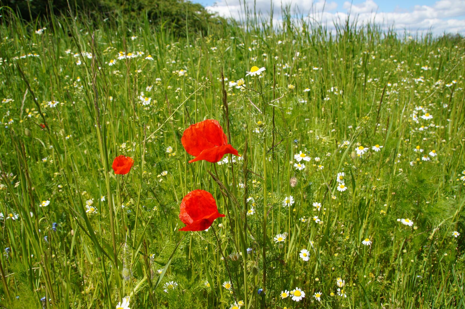 Sony SLT-A58 sample photo. Field, úvoz, wildflowers photography